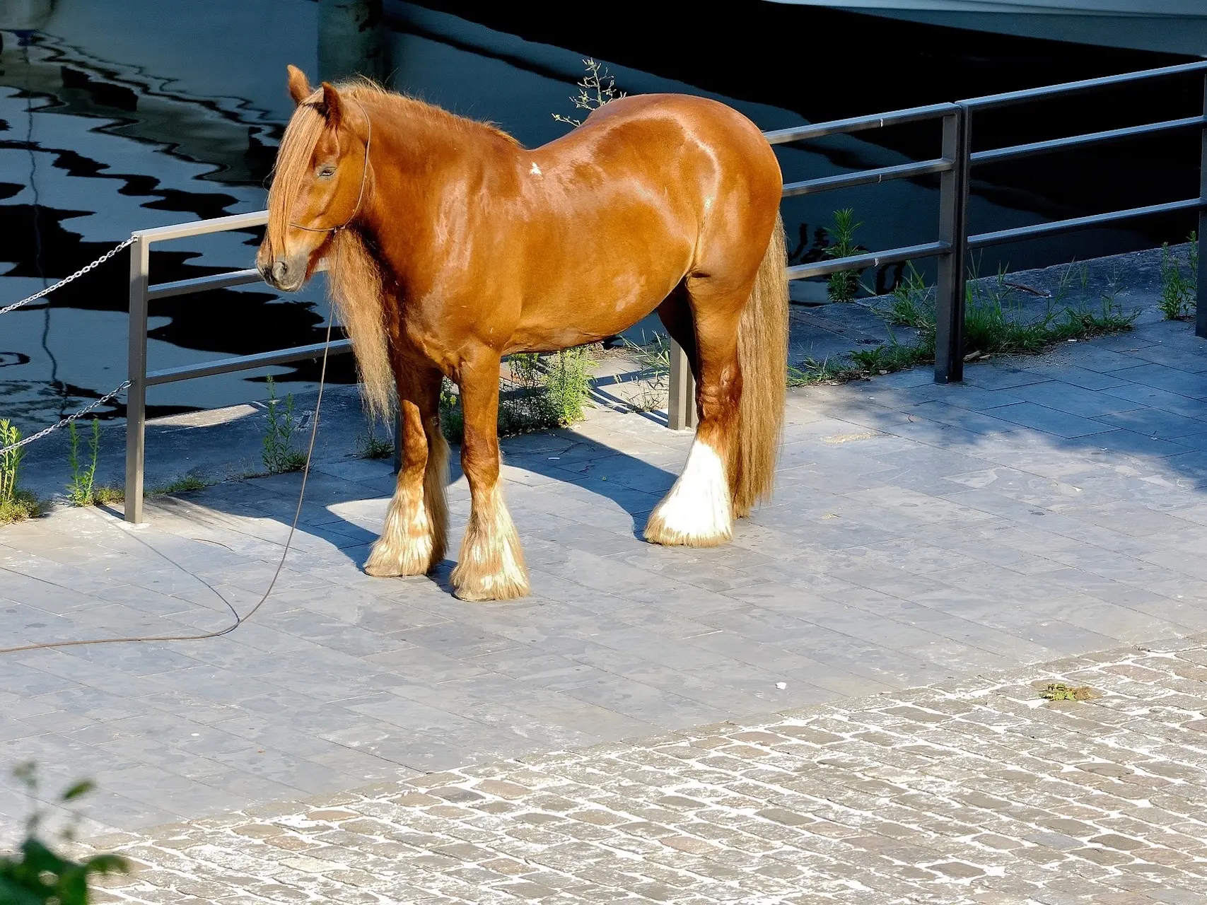 Sandy chestnut horse