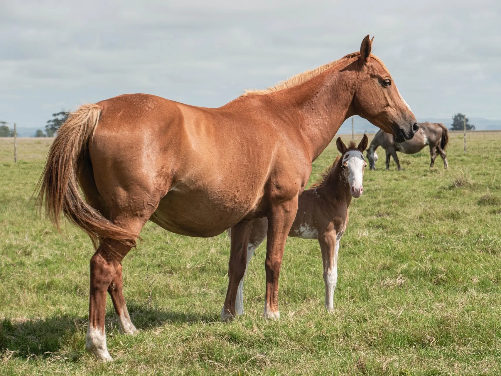 Sandy chestnut horse