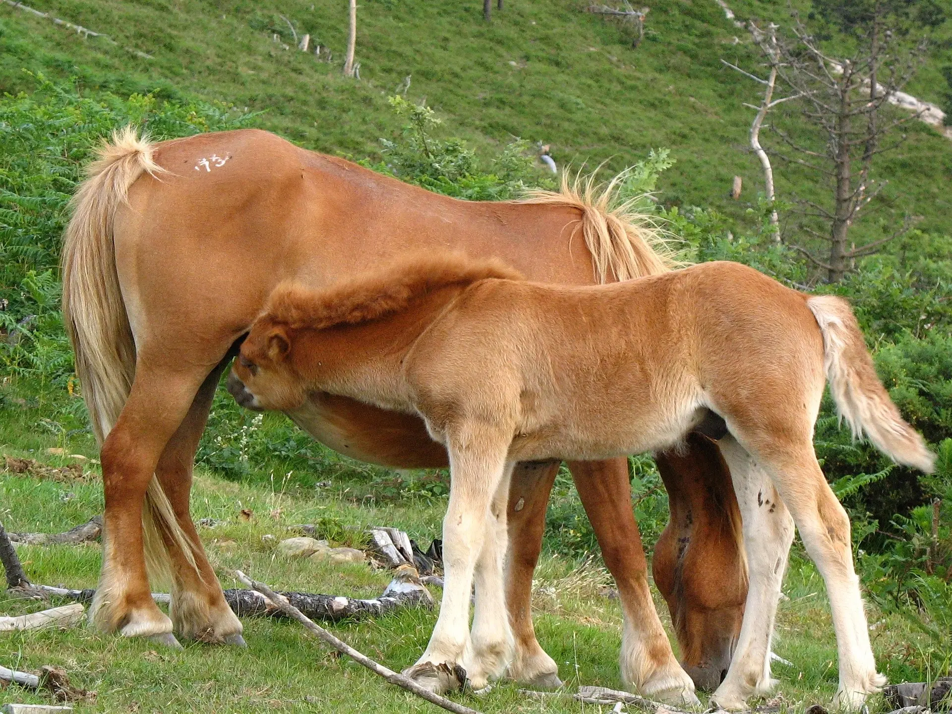 Sandy chestnut horse