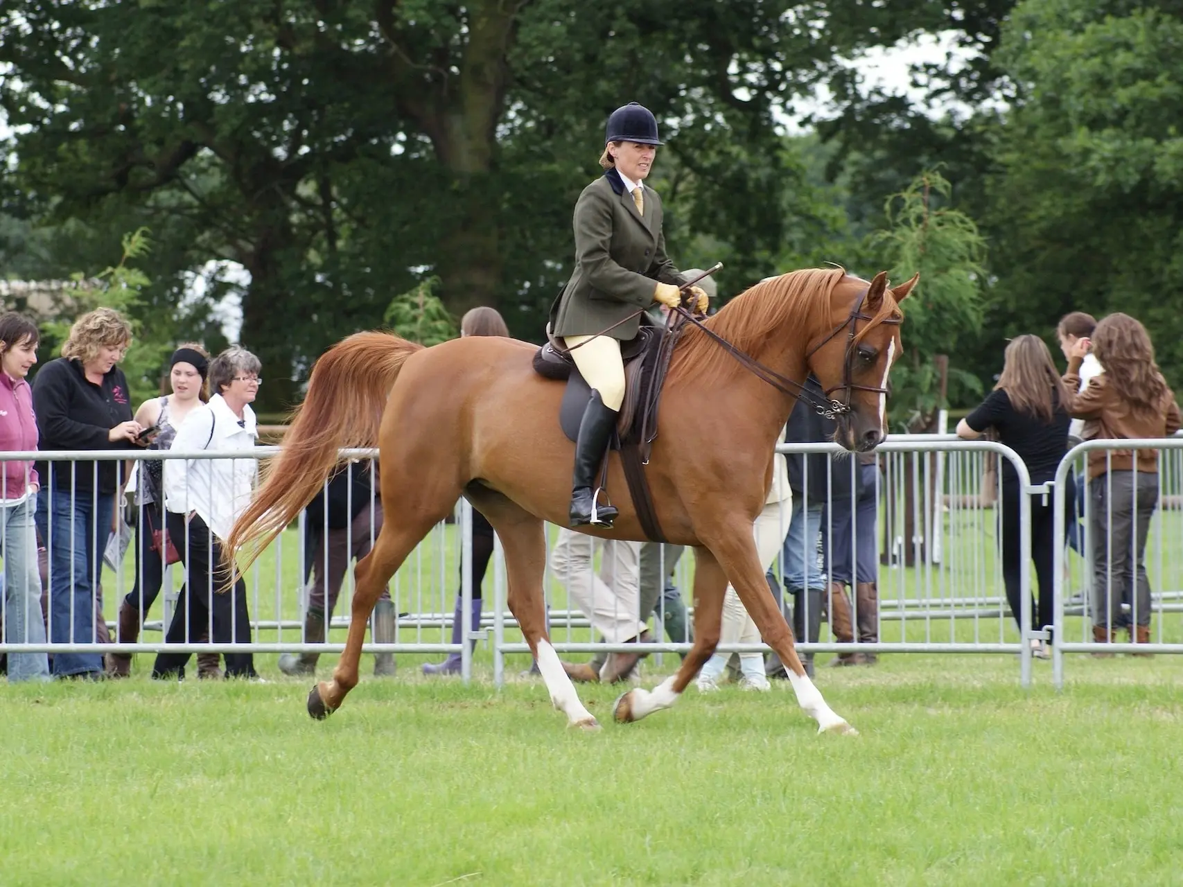 Sandy chestnut horse