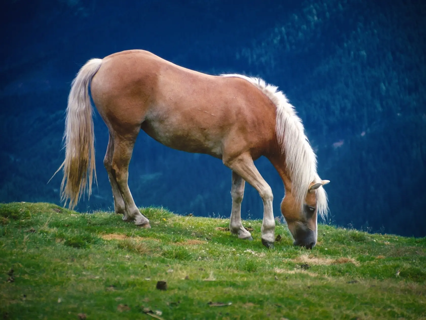 Sandy flaxen horse