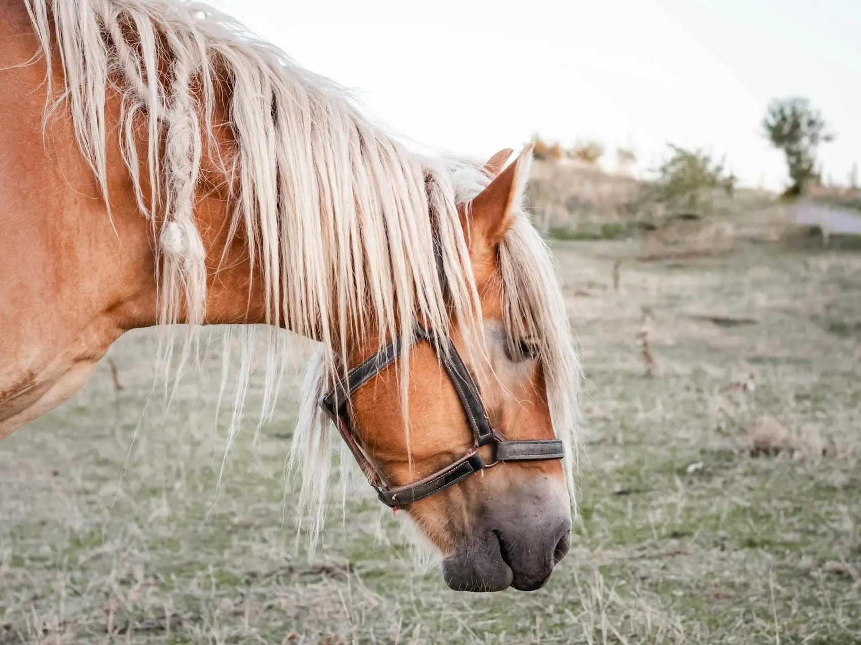 Chestnut flaxen horse