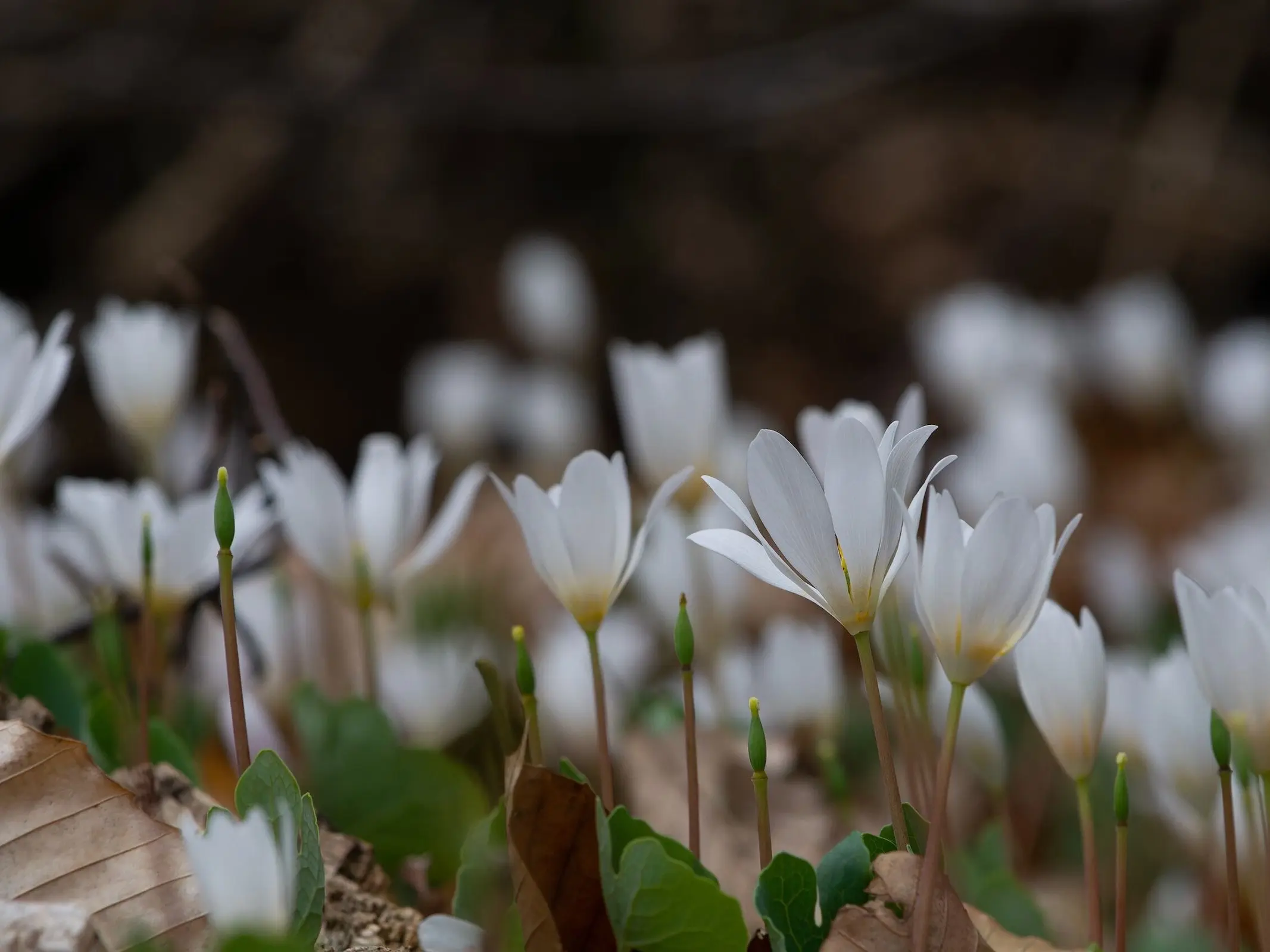 Bloodroot