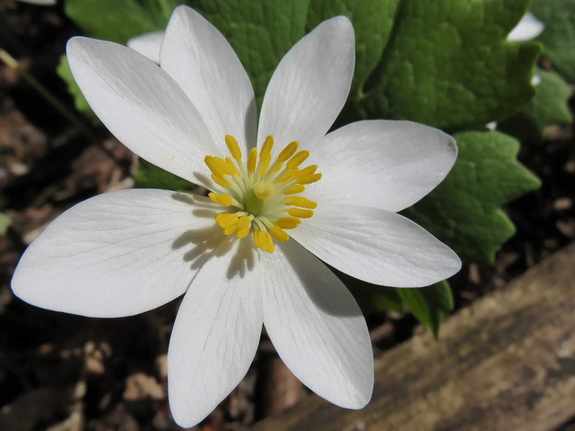 Bloodroot