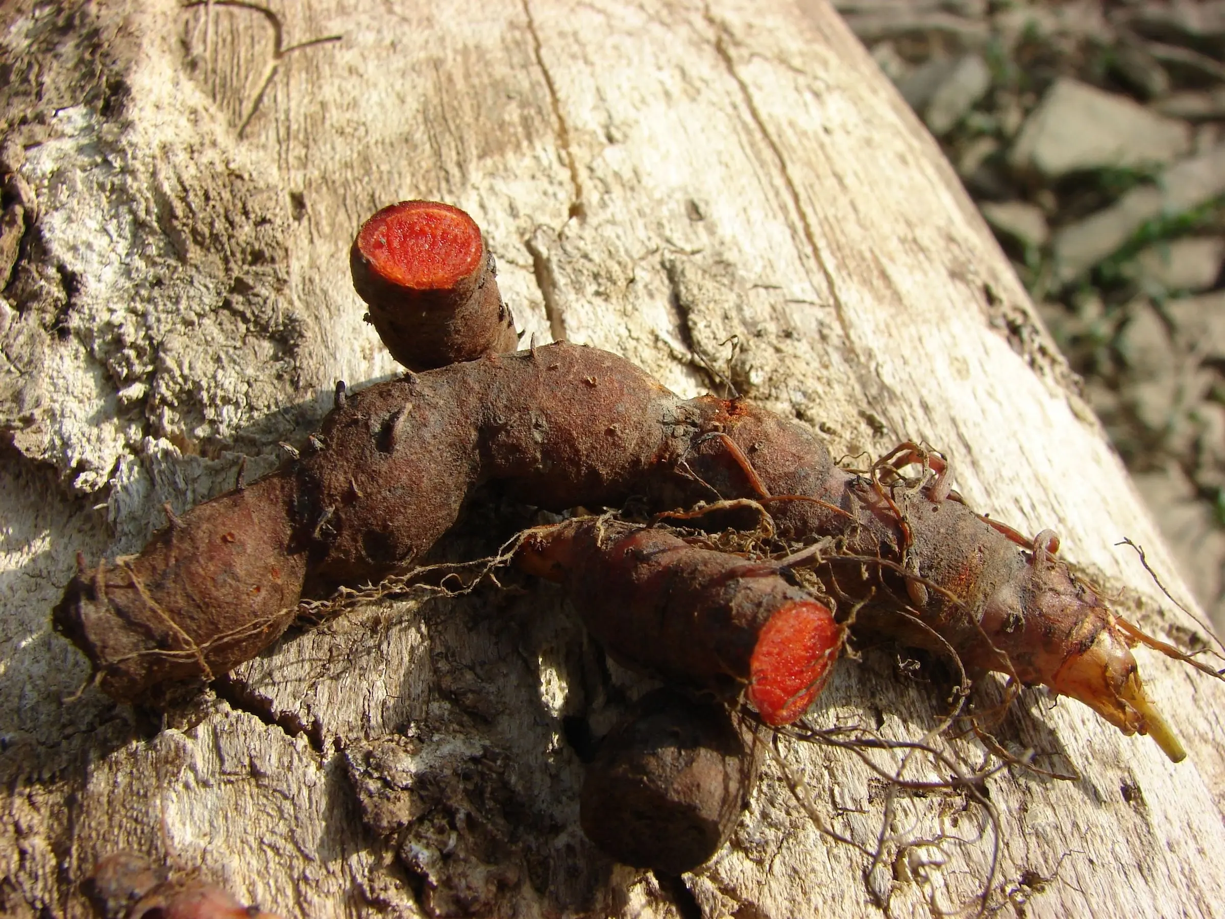 Bloodroot