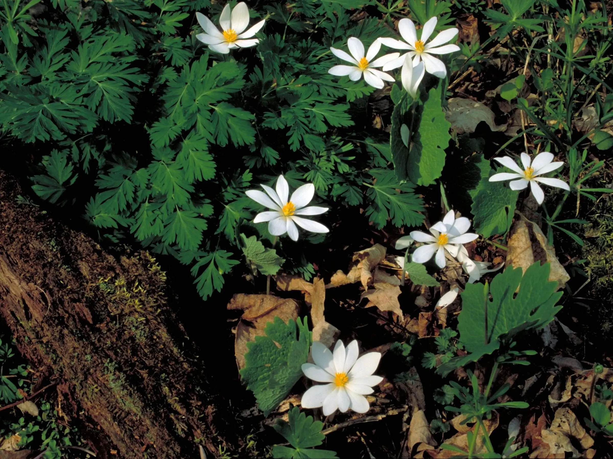 Bloodroot