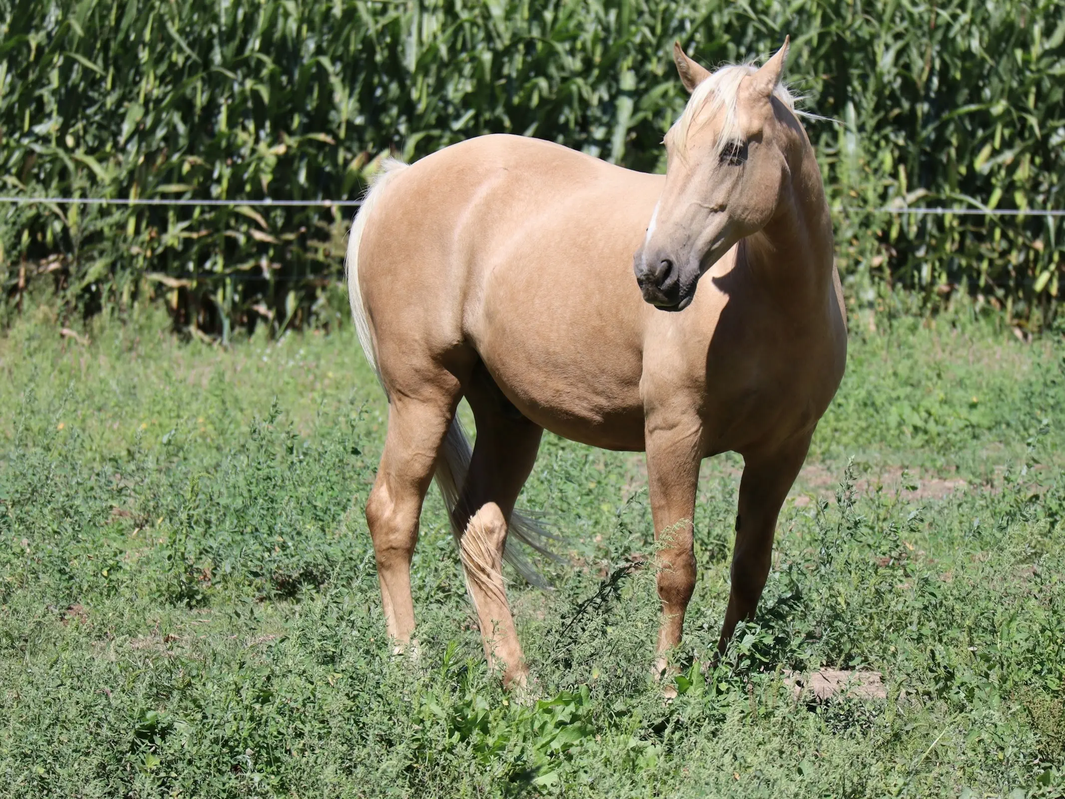Santa Cruz Island Horse