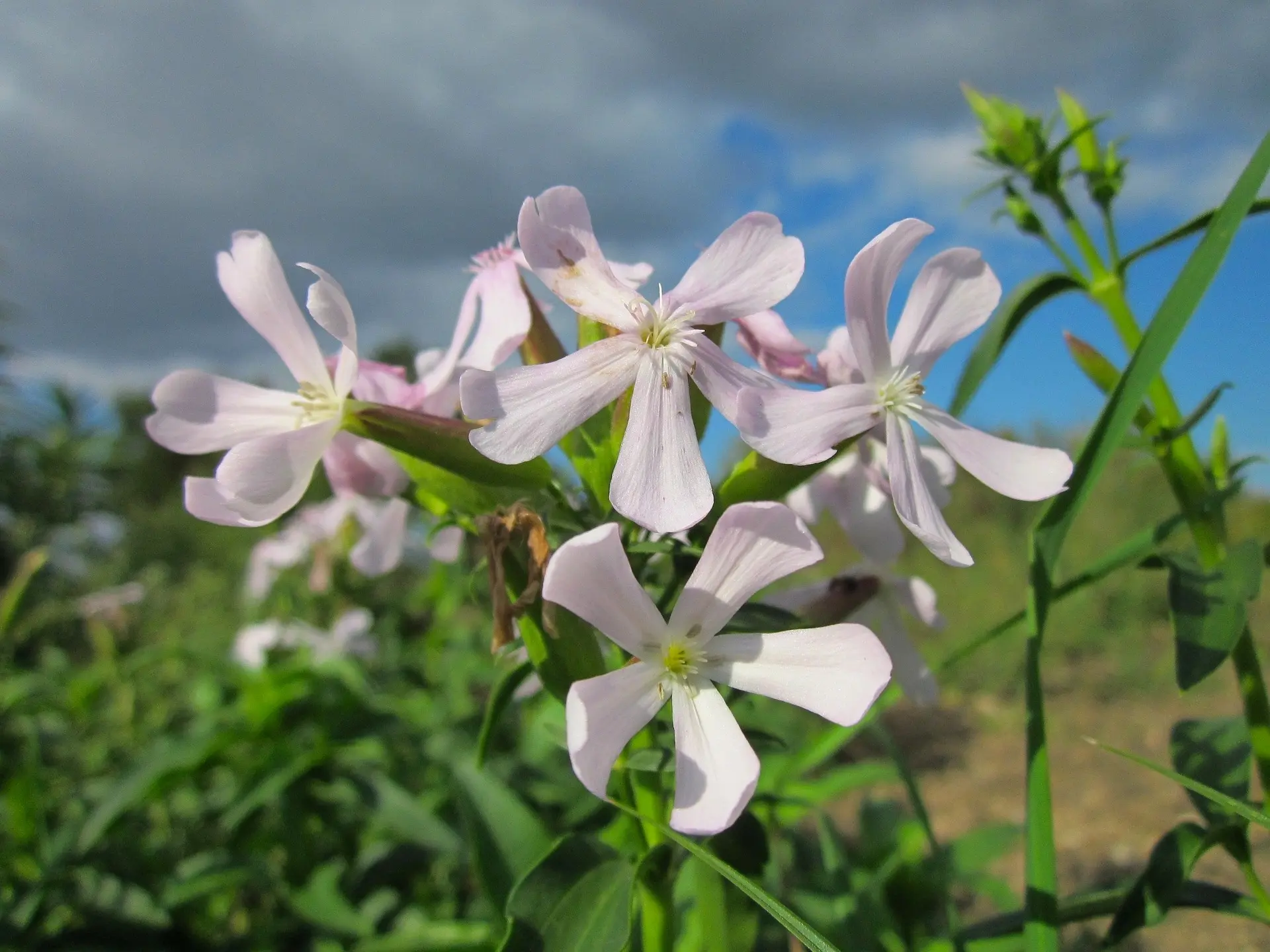 Soapwort