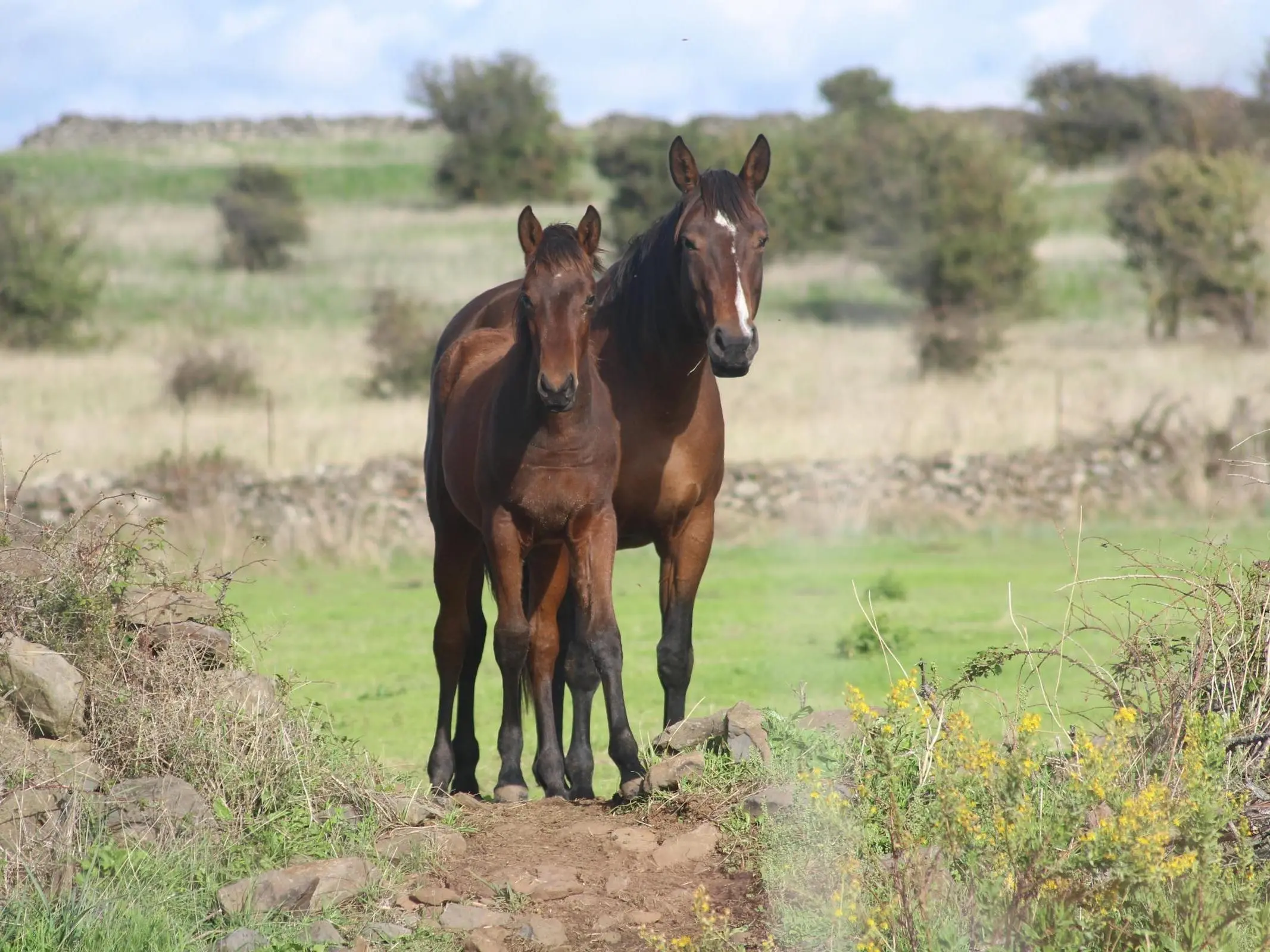 Giara Horse