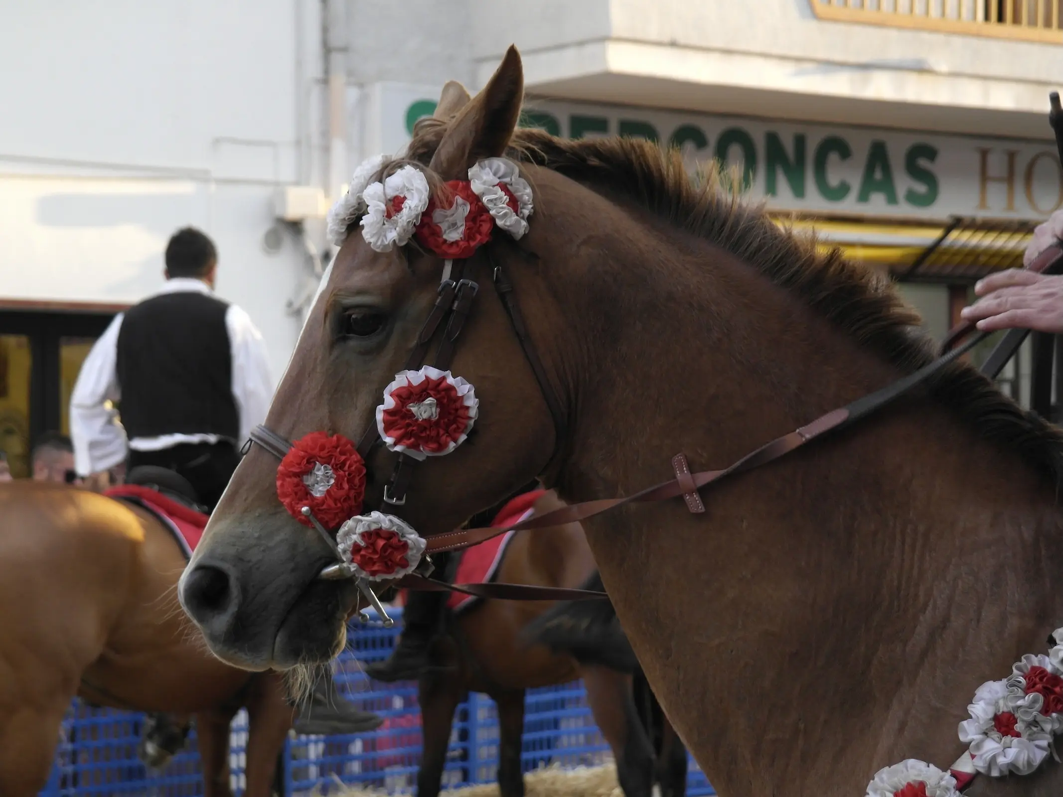 Sardinian Horse