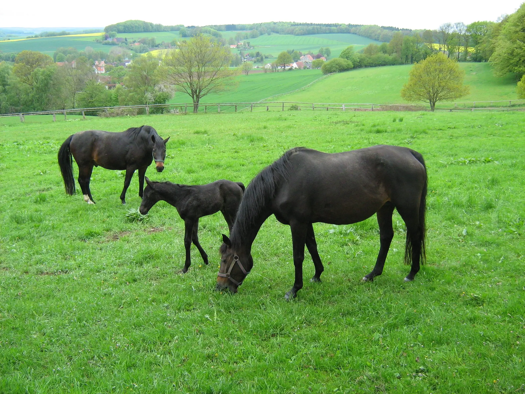 Saxony Warmblood