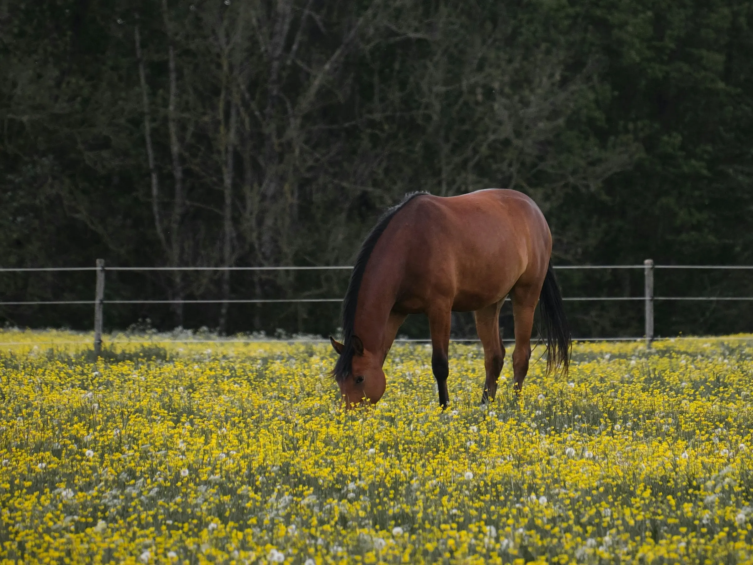 Saxony Warmblood