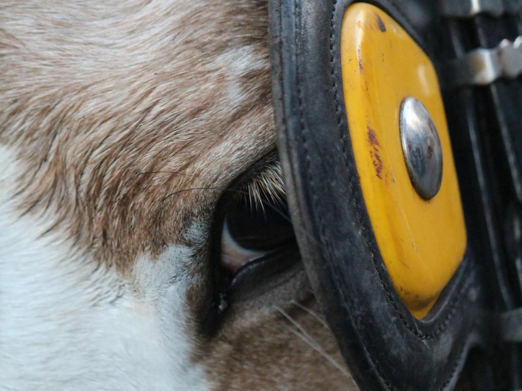 Horse with white sclera