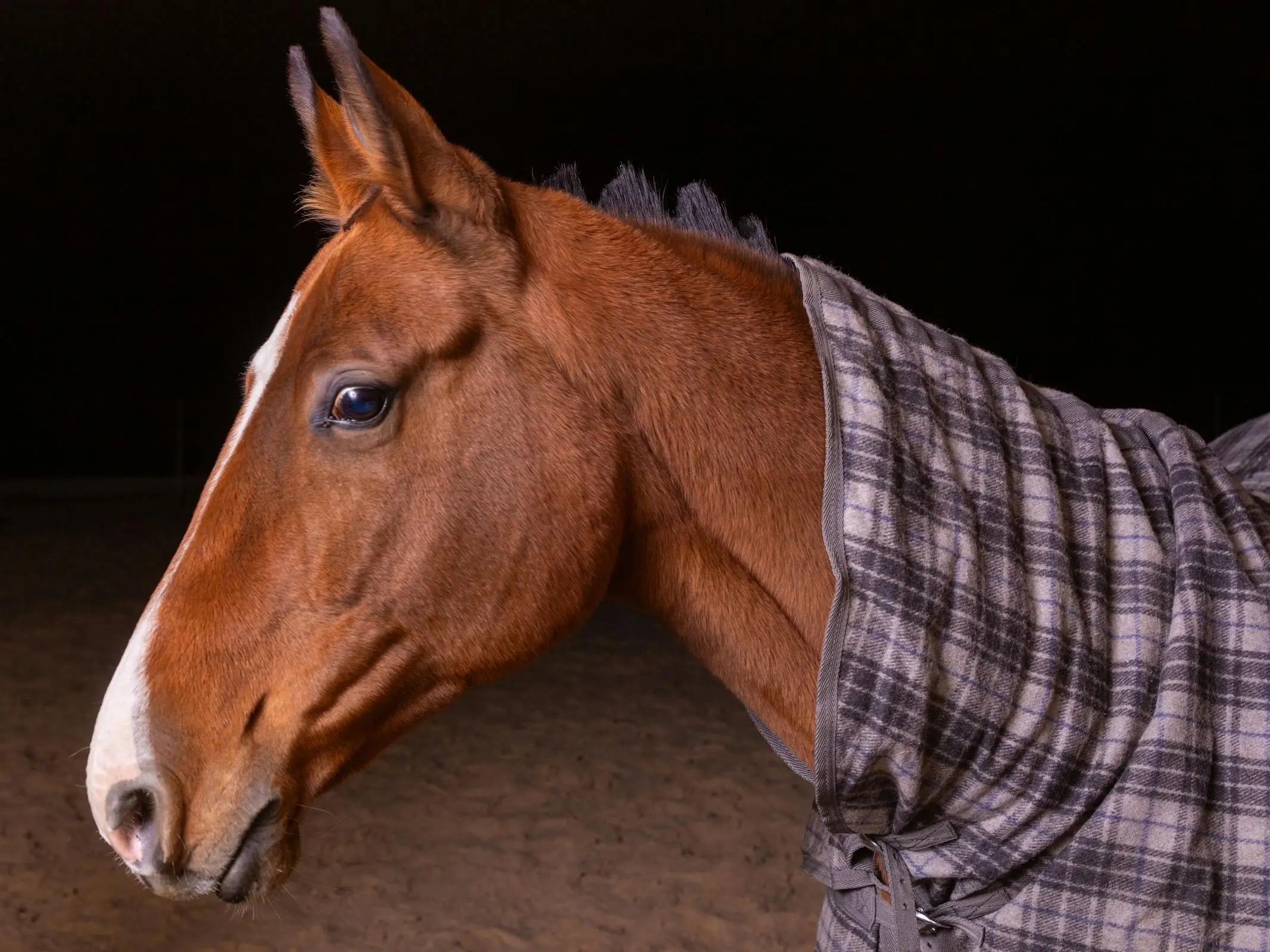 Horse with white sclera