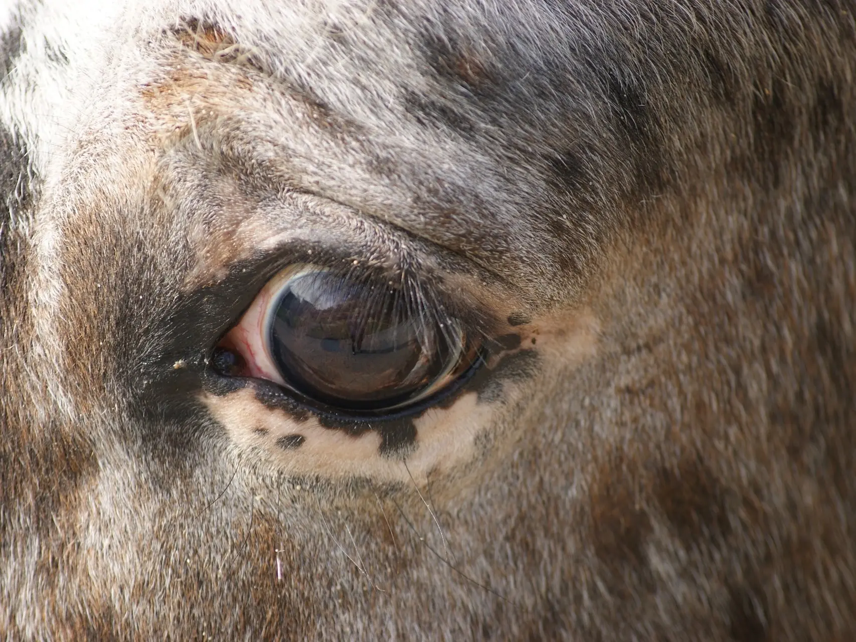 Horse with white sclera