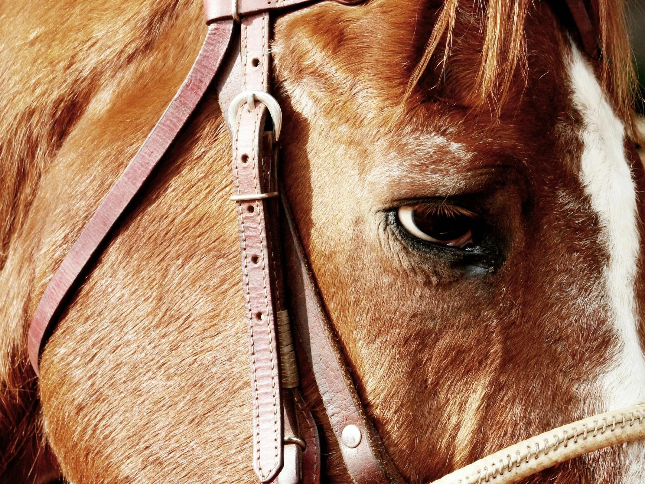 Horse with white sclera