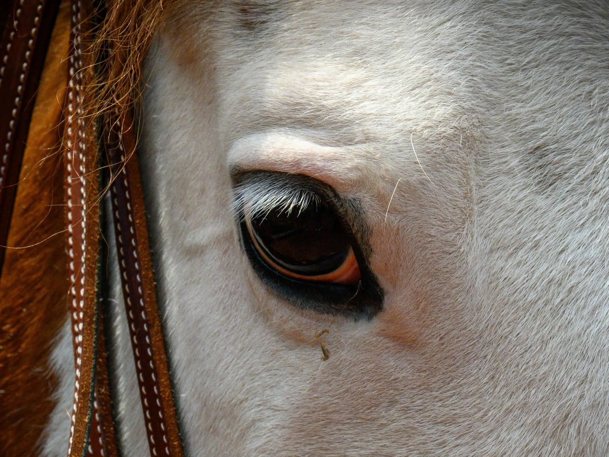 Horse with white sclera