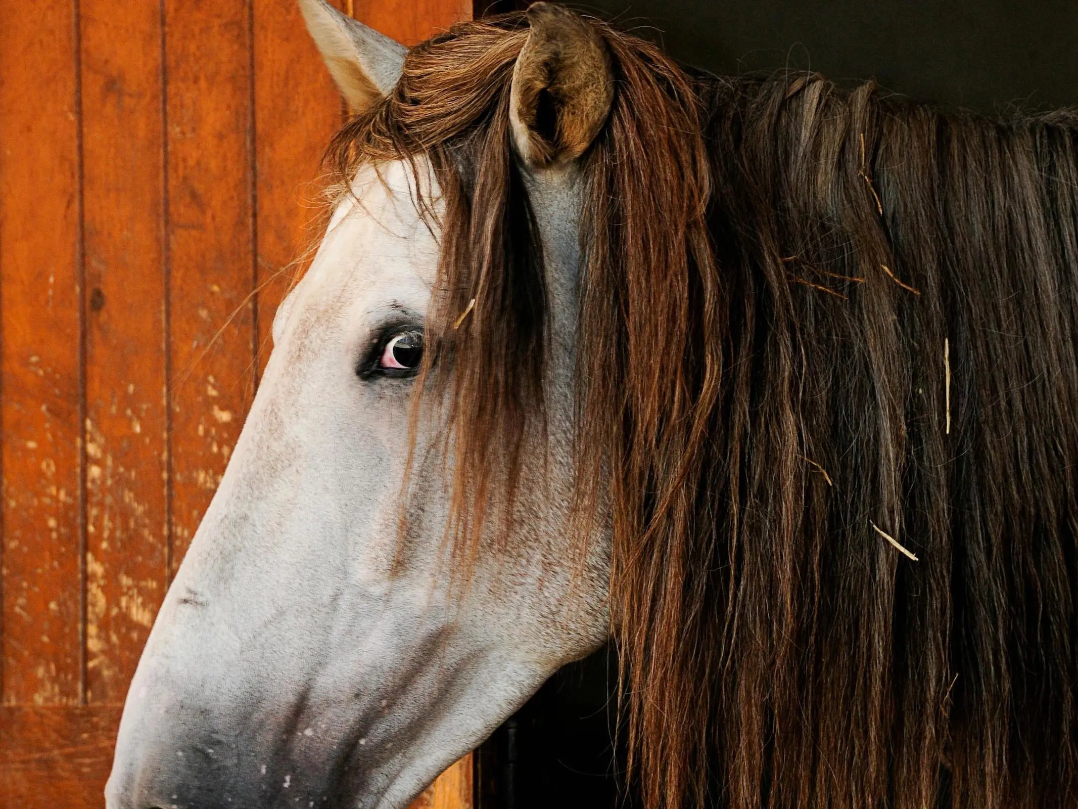 Horse with white sclera