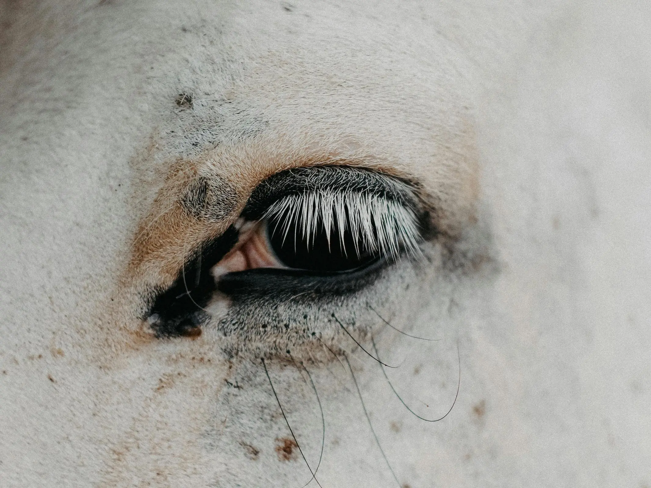 Horse with white sclera