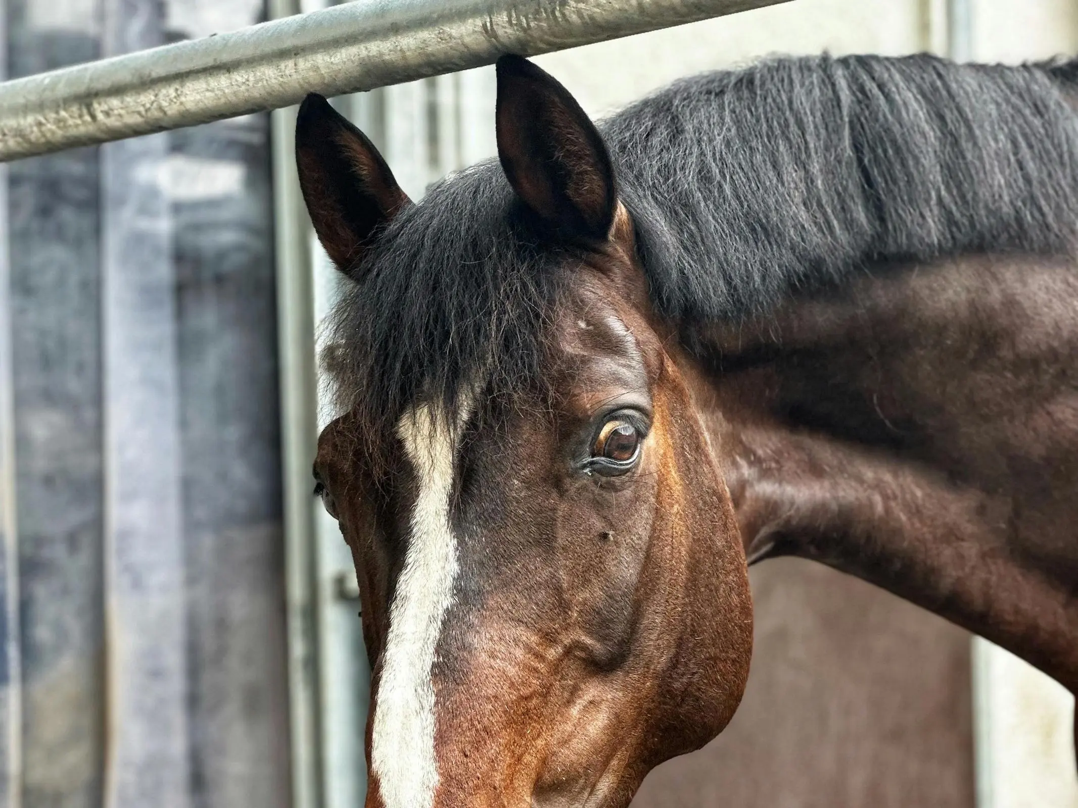 Horse with white sclera