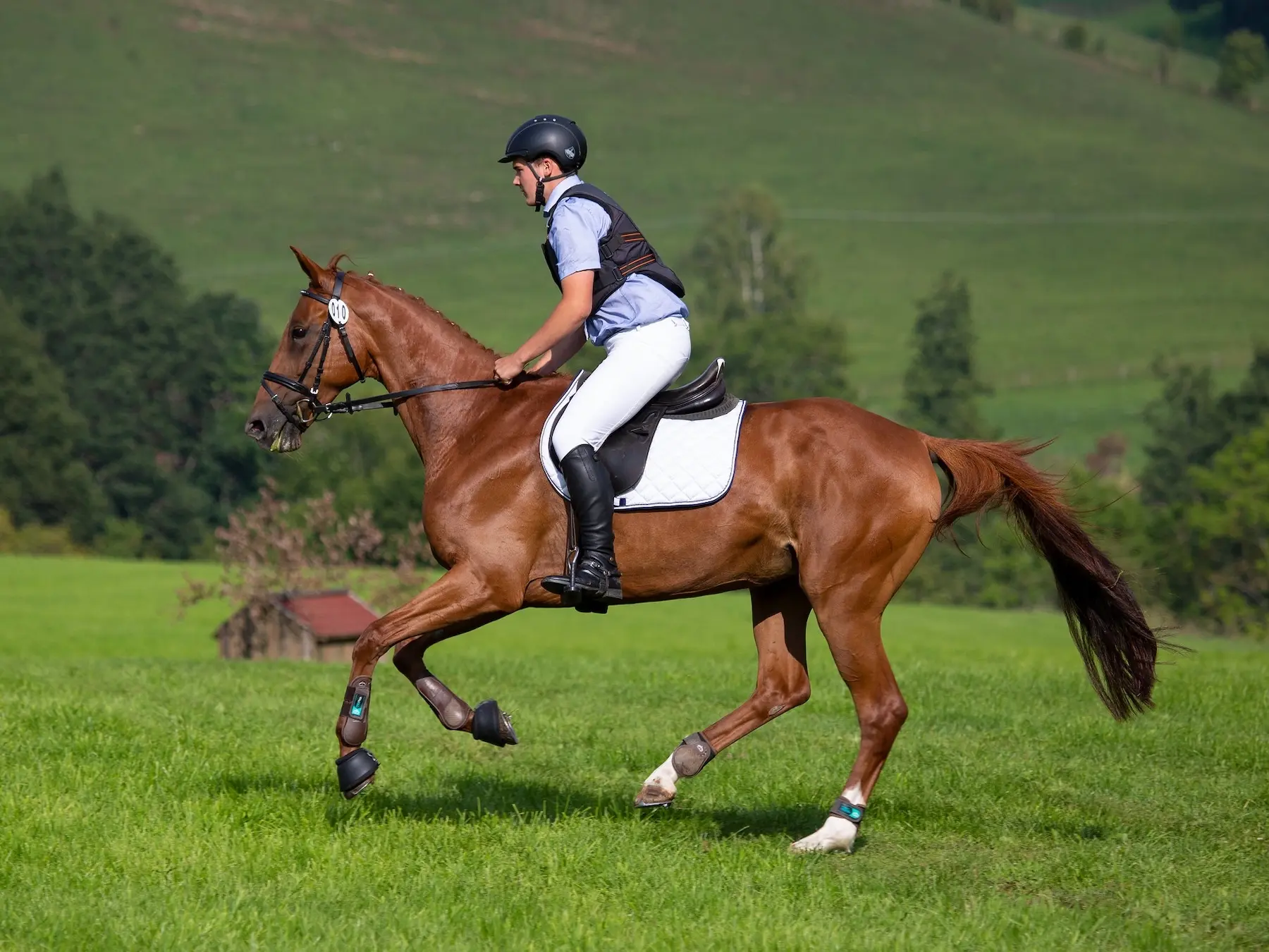 Horse jumping a fence