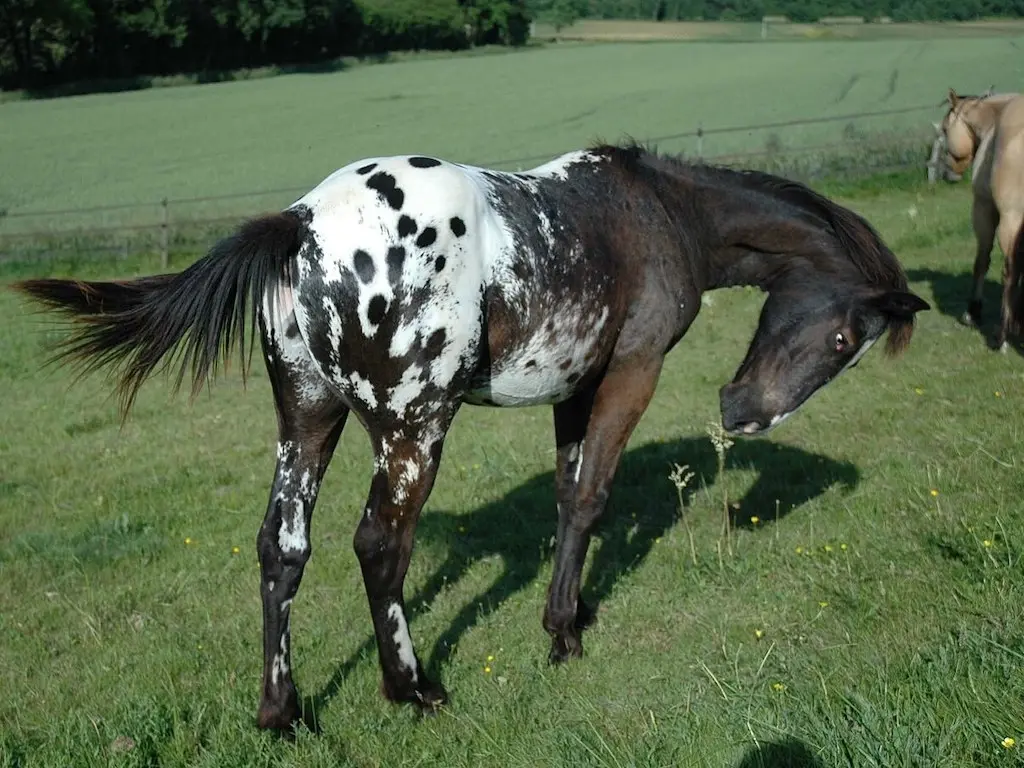 Seal appaloosa horse