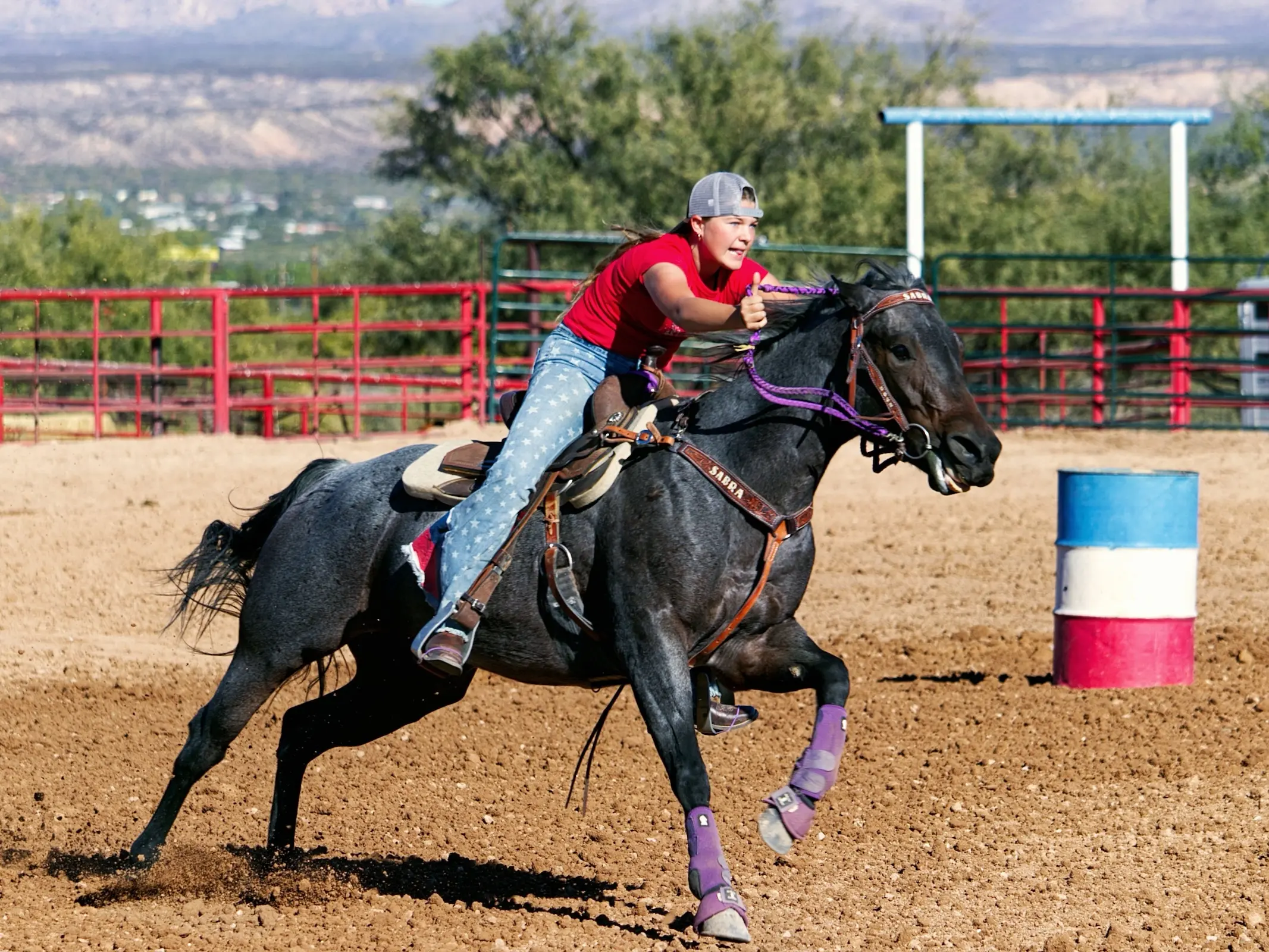 Seal appaloosa horse