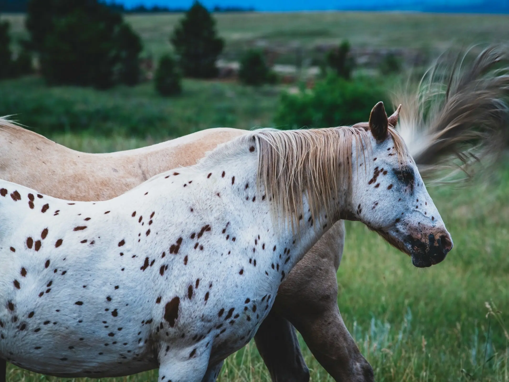 Leopard appaloosa horse