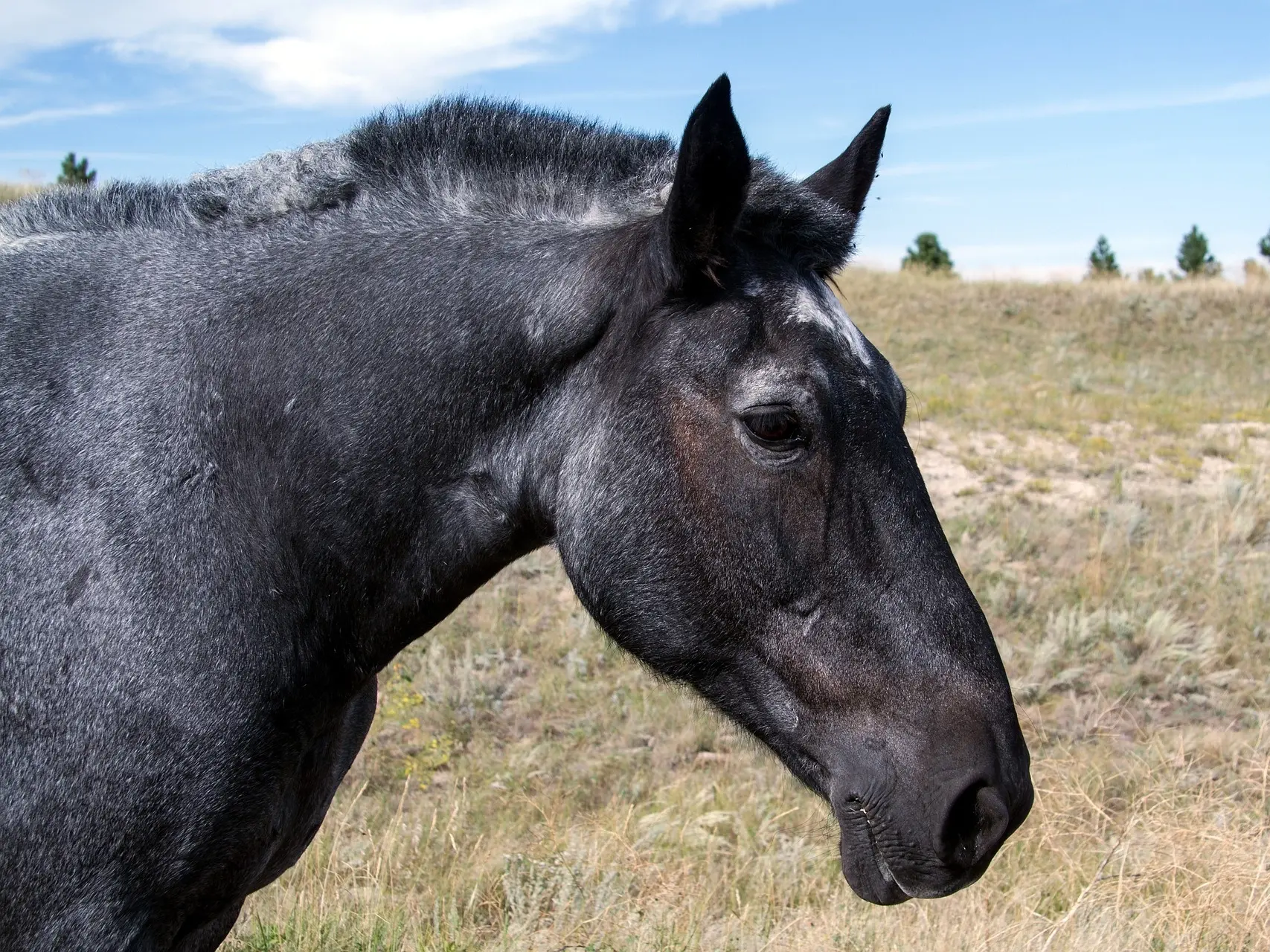 Seal appaloosa horse