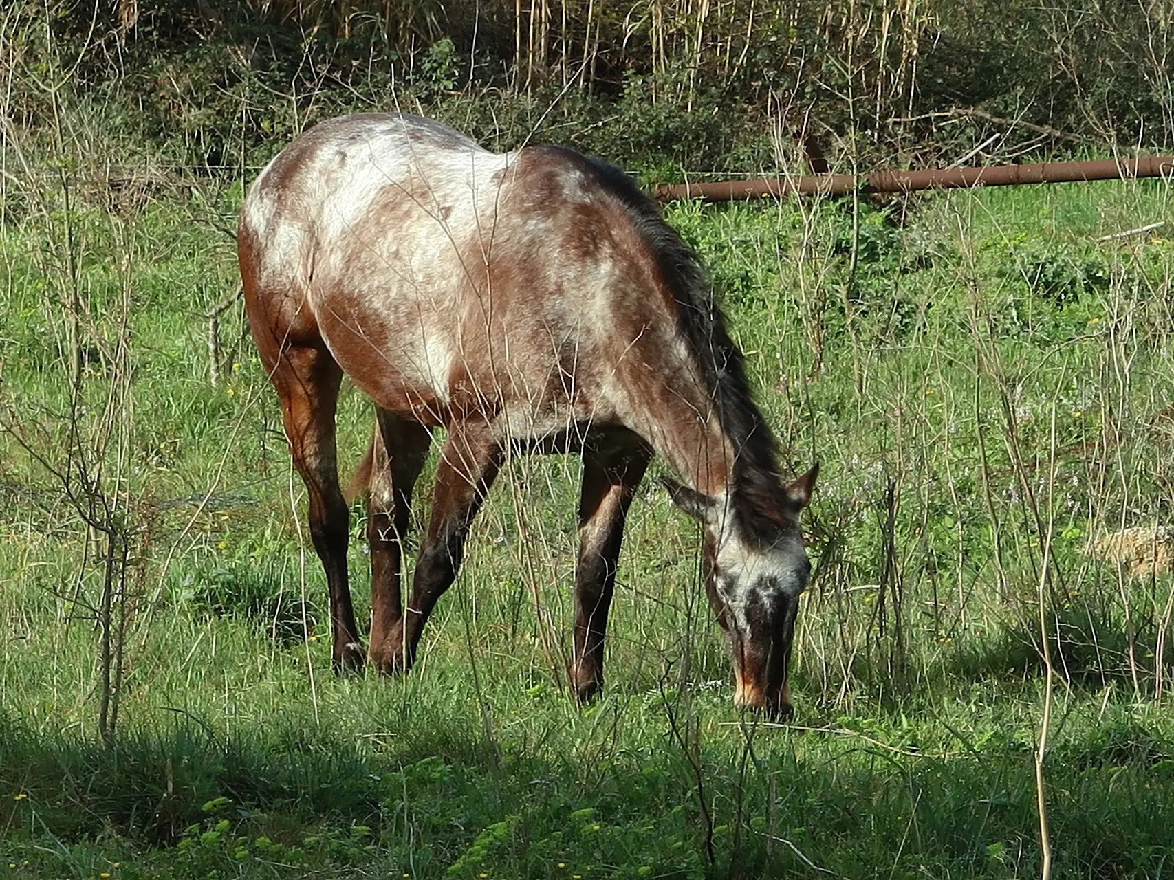 Seal appaloosa horse