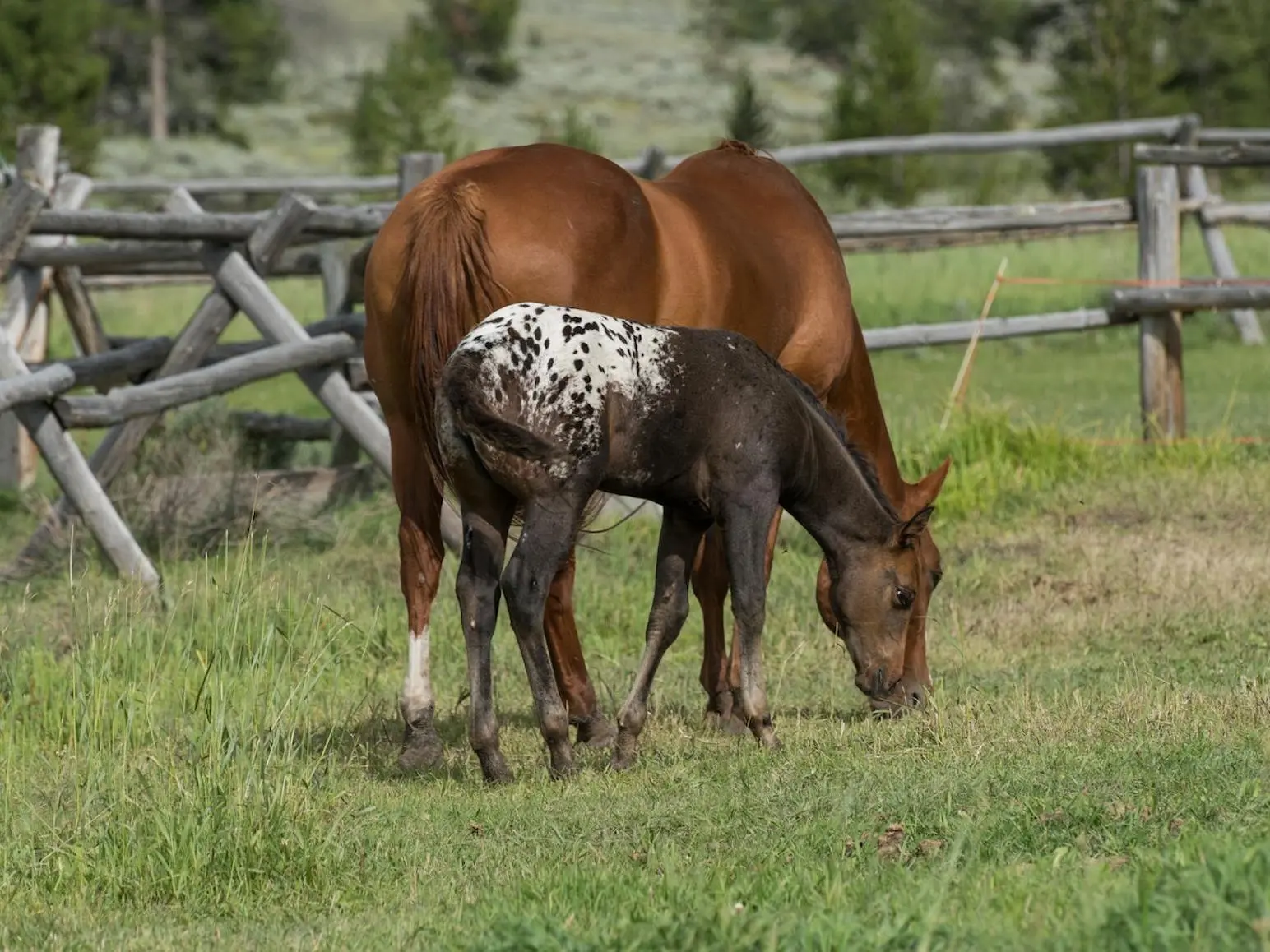 Seal appaloosa horse