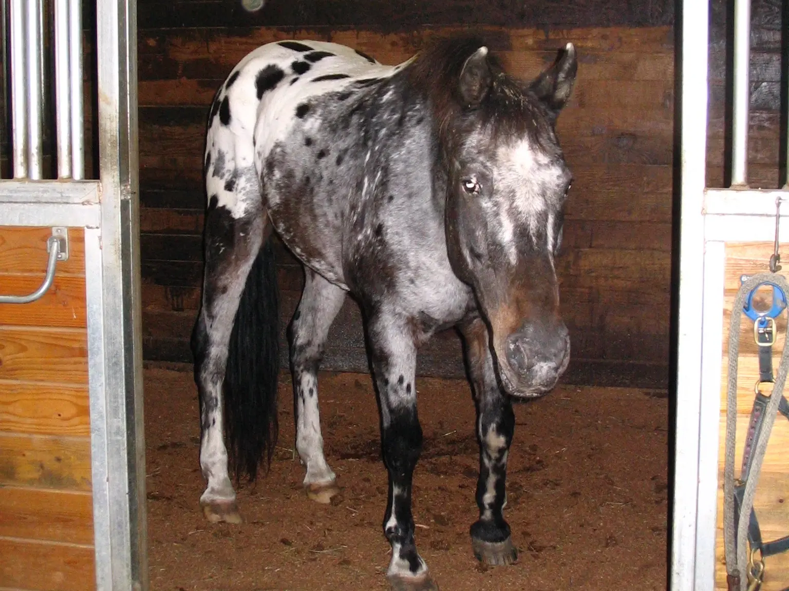 Seal appaloosa horse