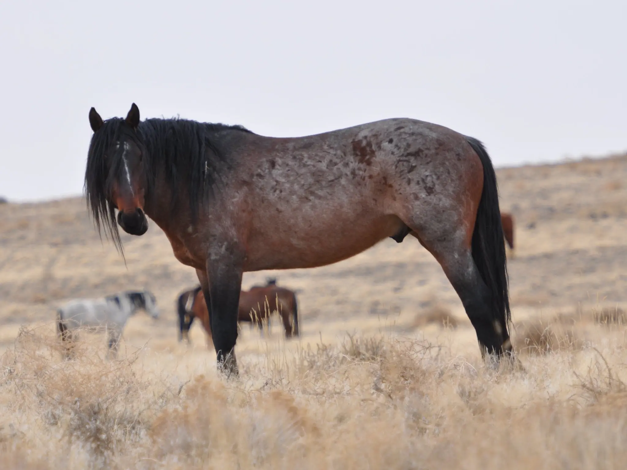 Seal appaloosa horse