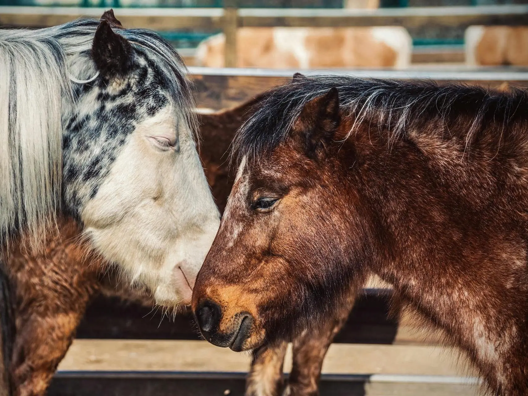 Seal appaloosa horse