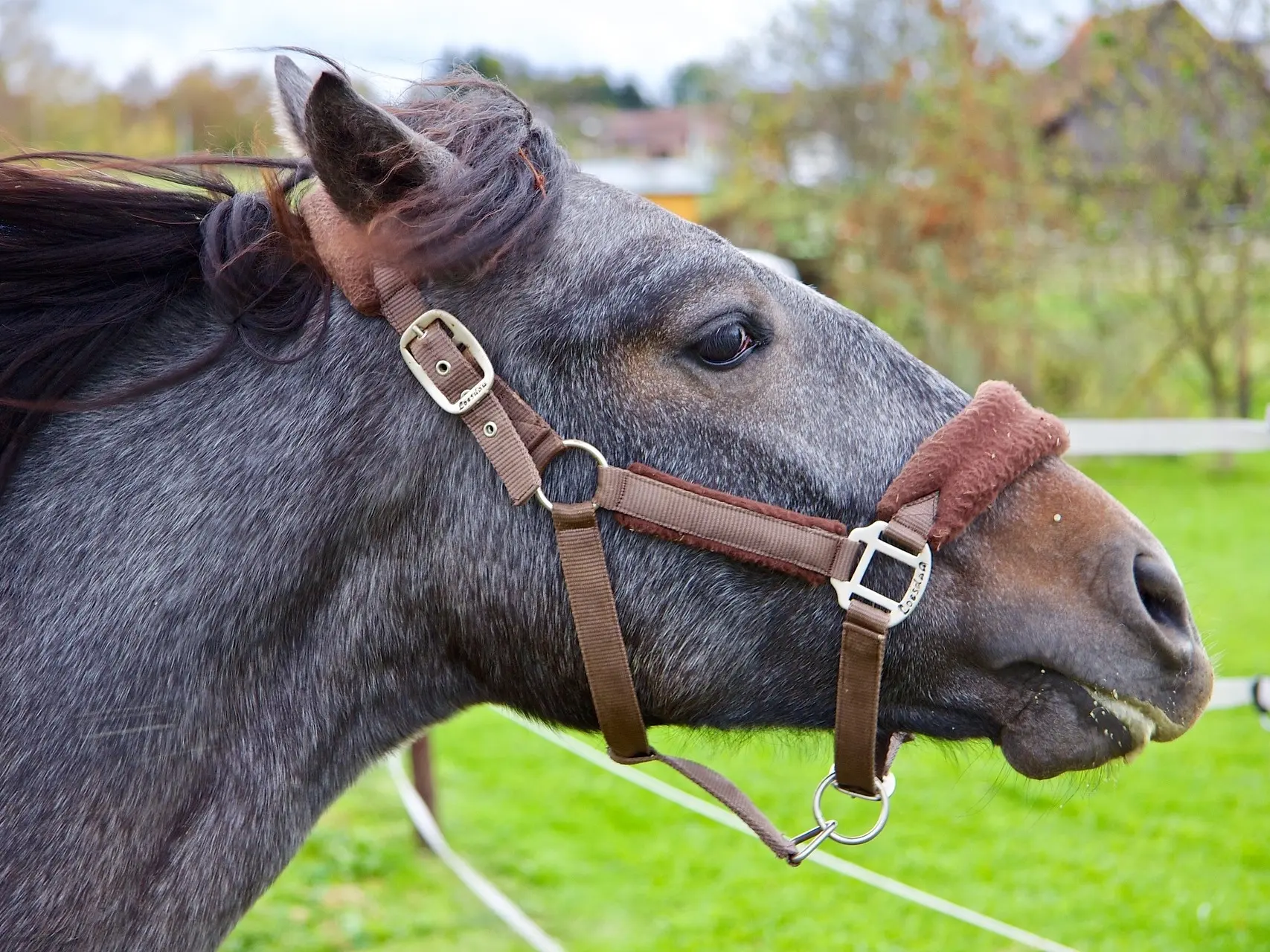 Seal appaloosa horse