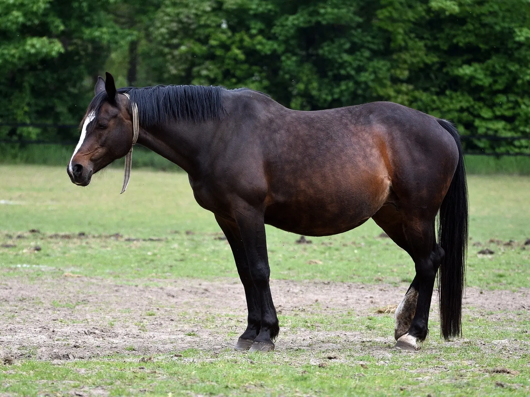 Seal brown horse