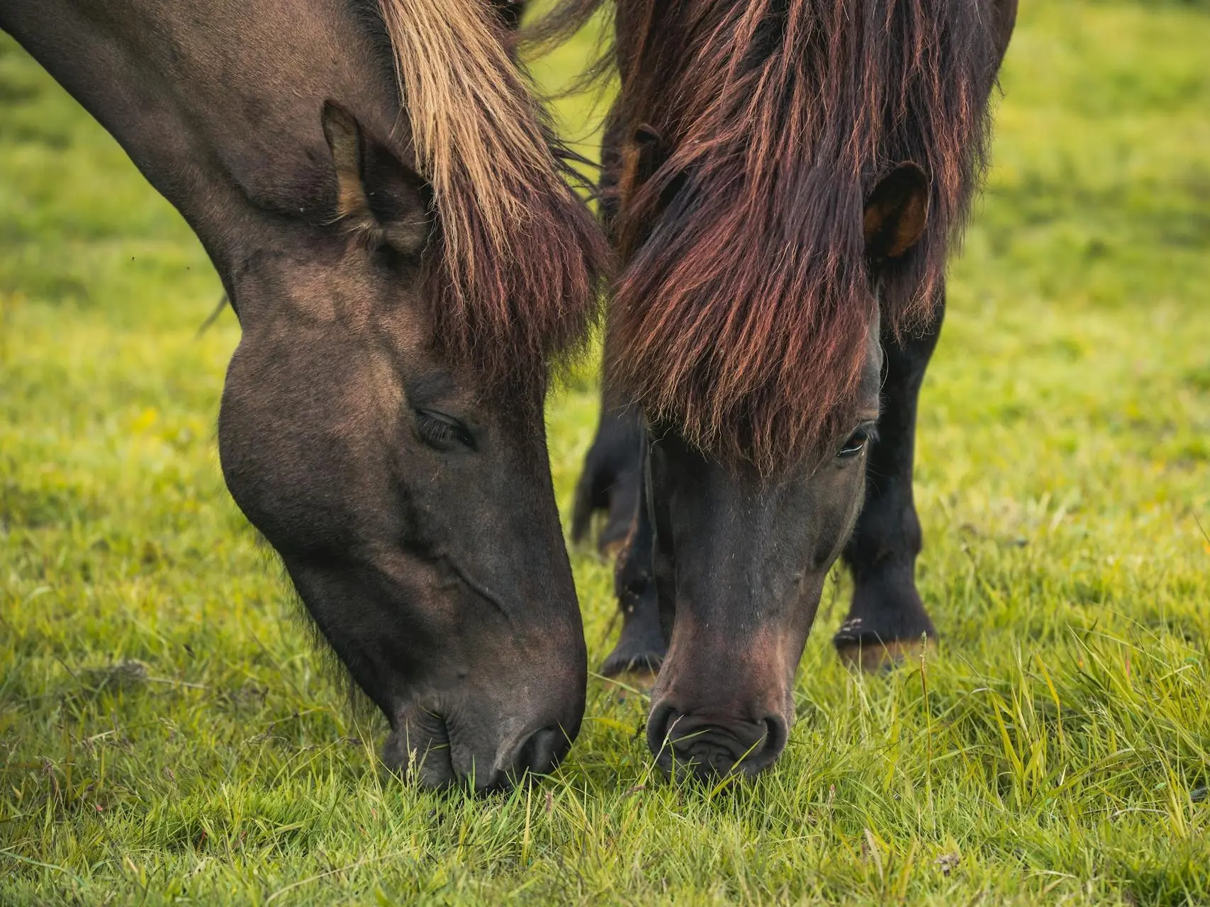 Light seal horse