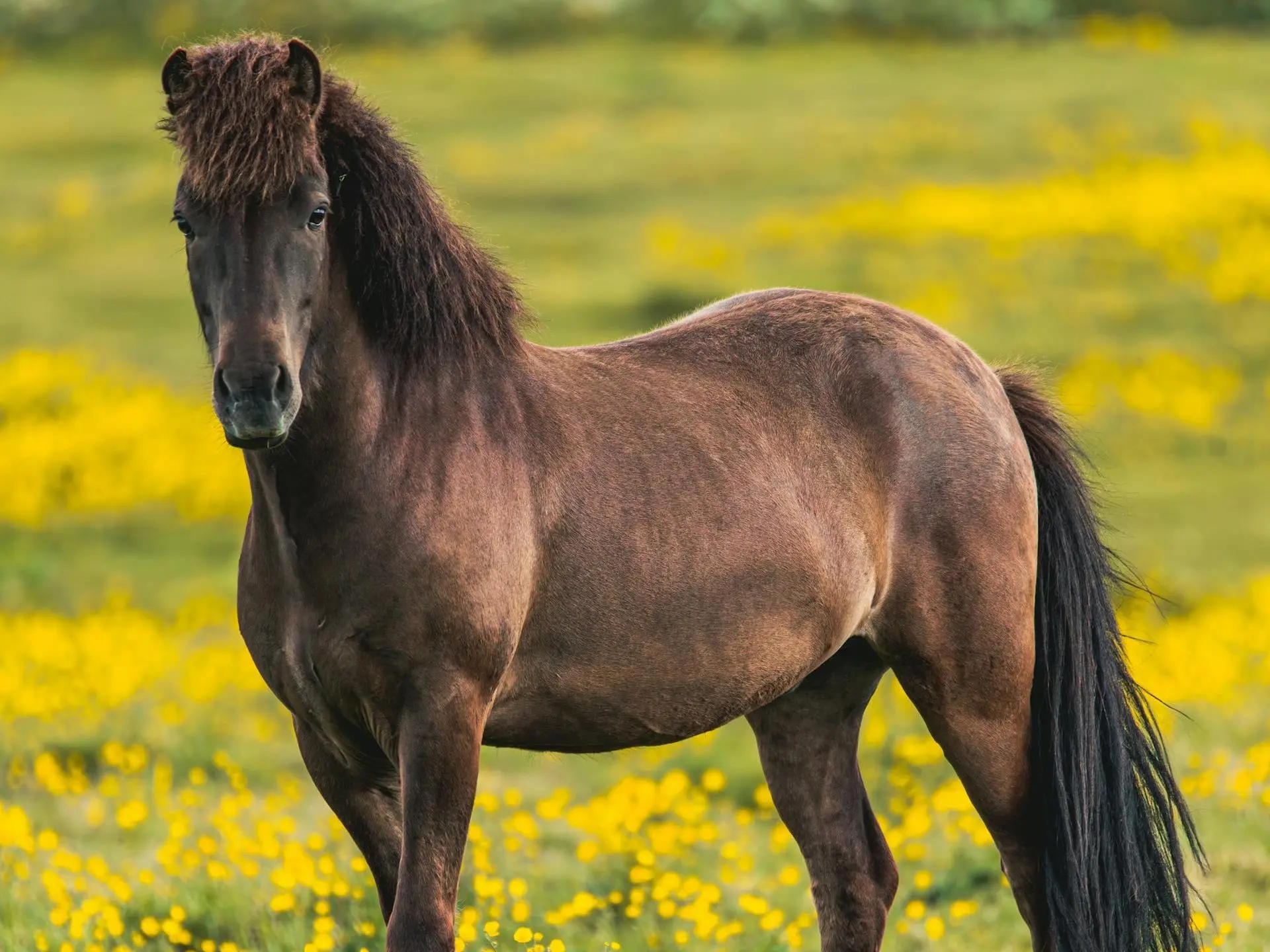 Seal brown horse