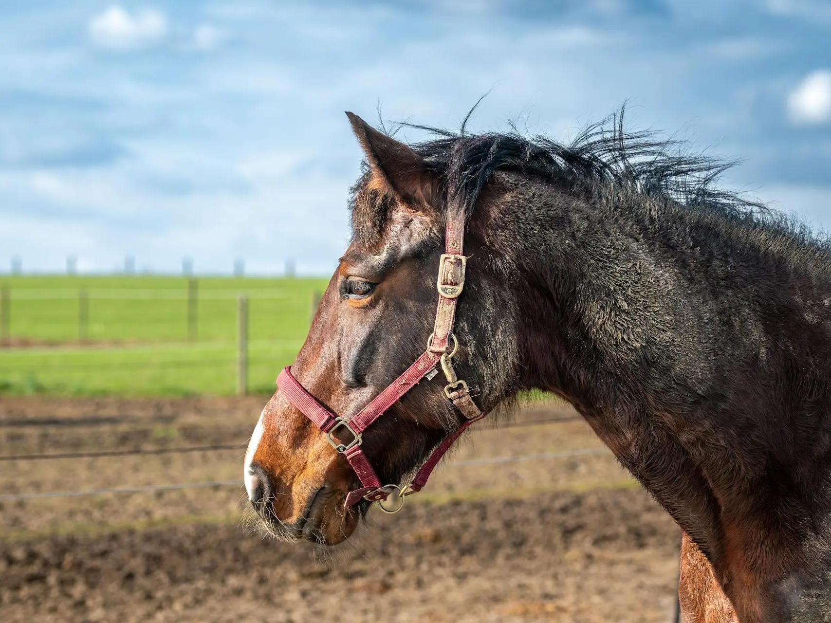 Seal brown horse