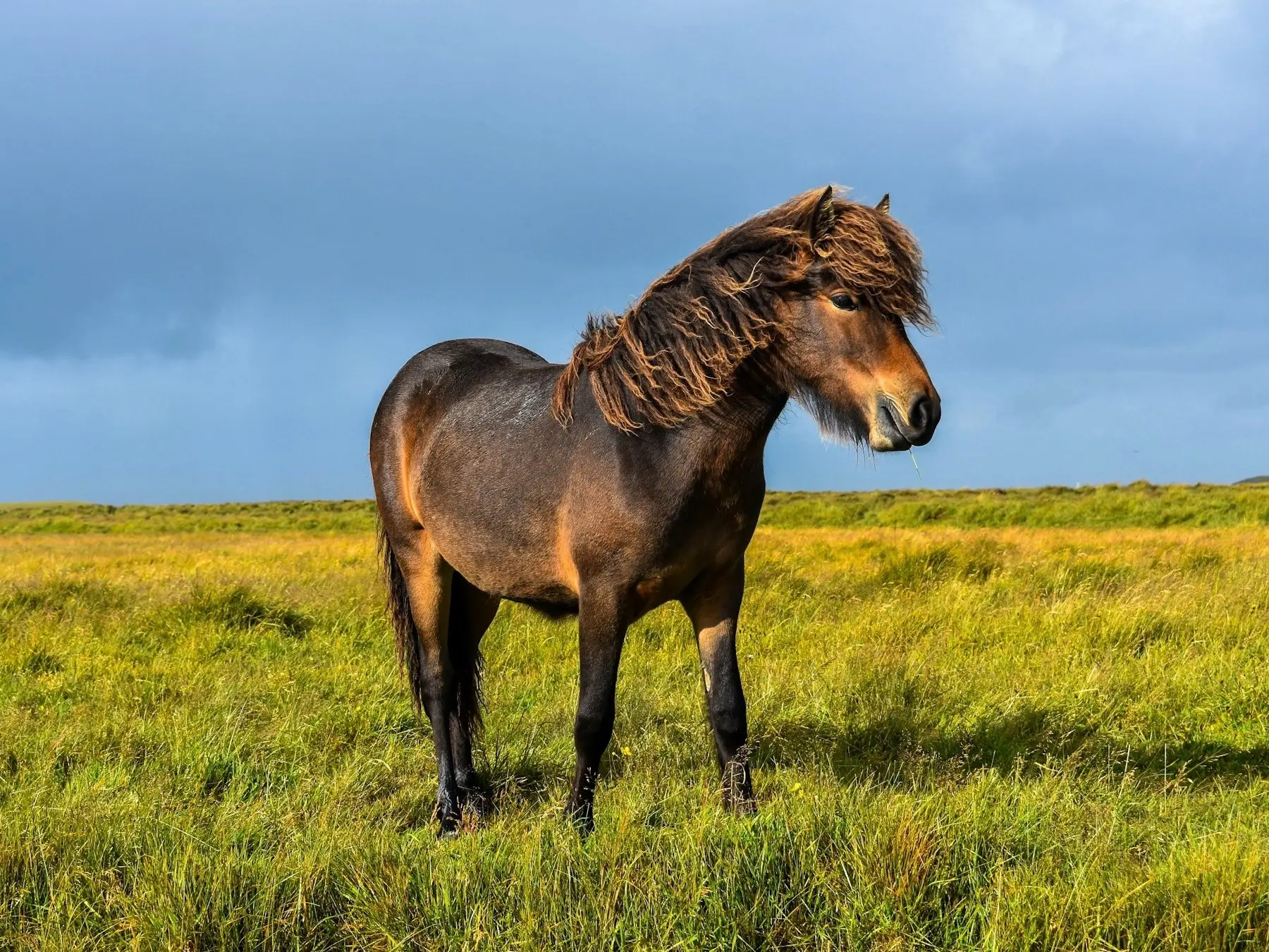 Seal brown horse