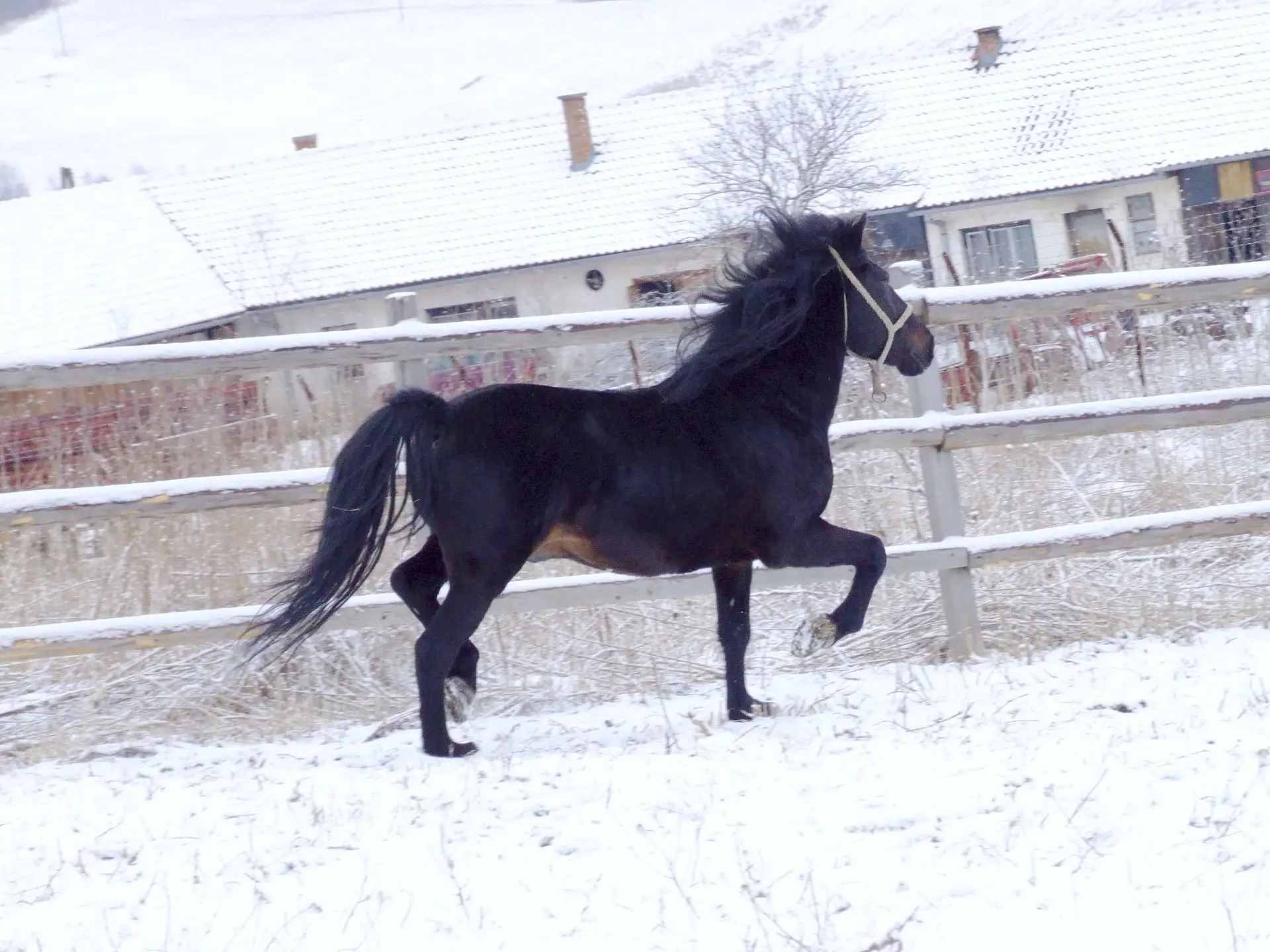 Seal brown horse