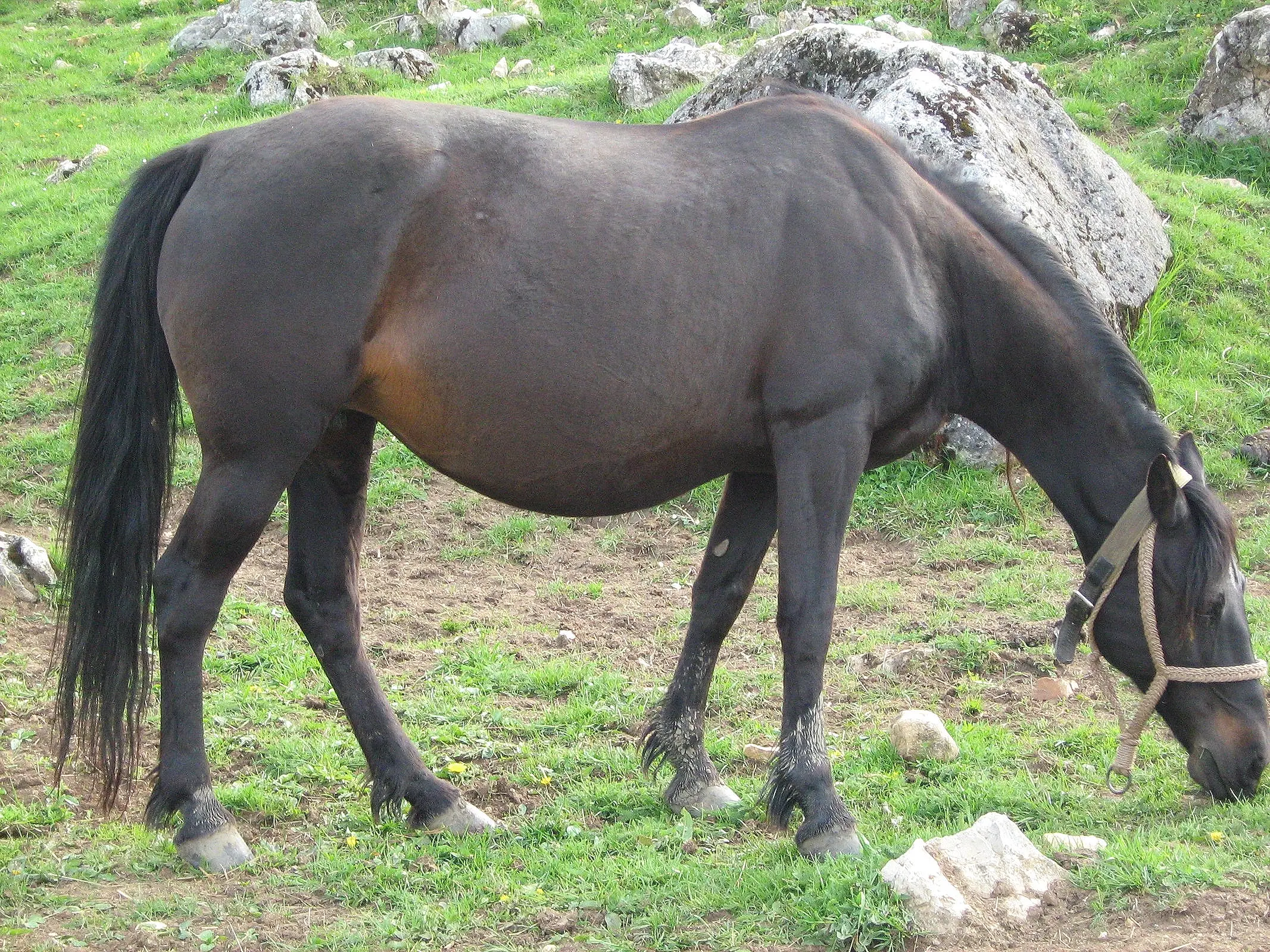 Seal brown horse