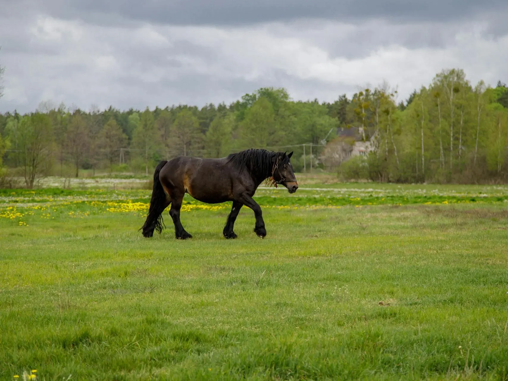 Seal brown horse