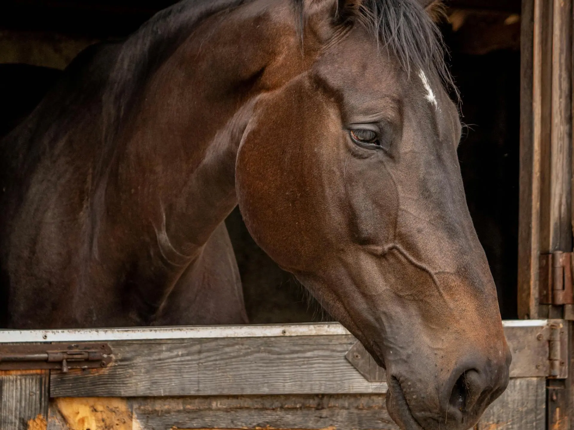 Seal brown horse