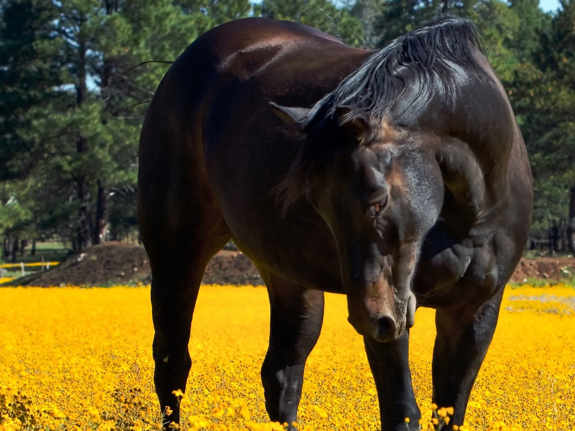 Seal brown horse