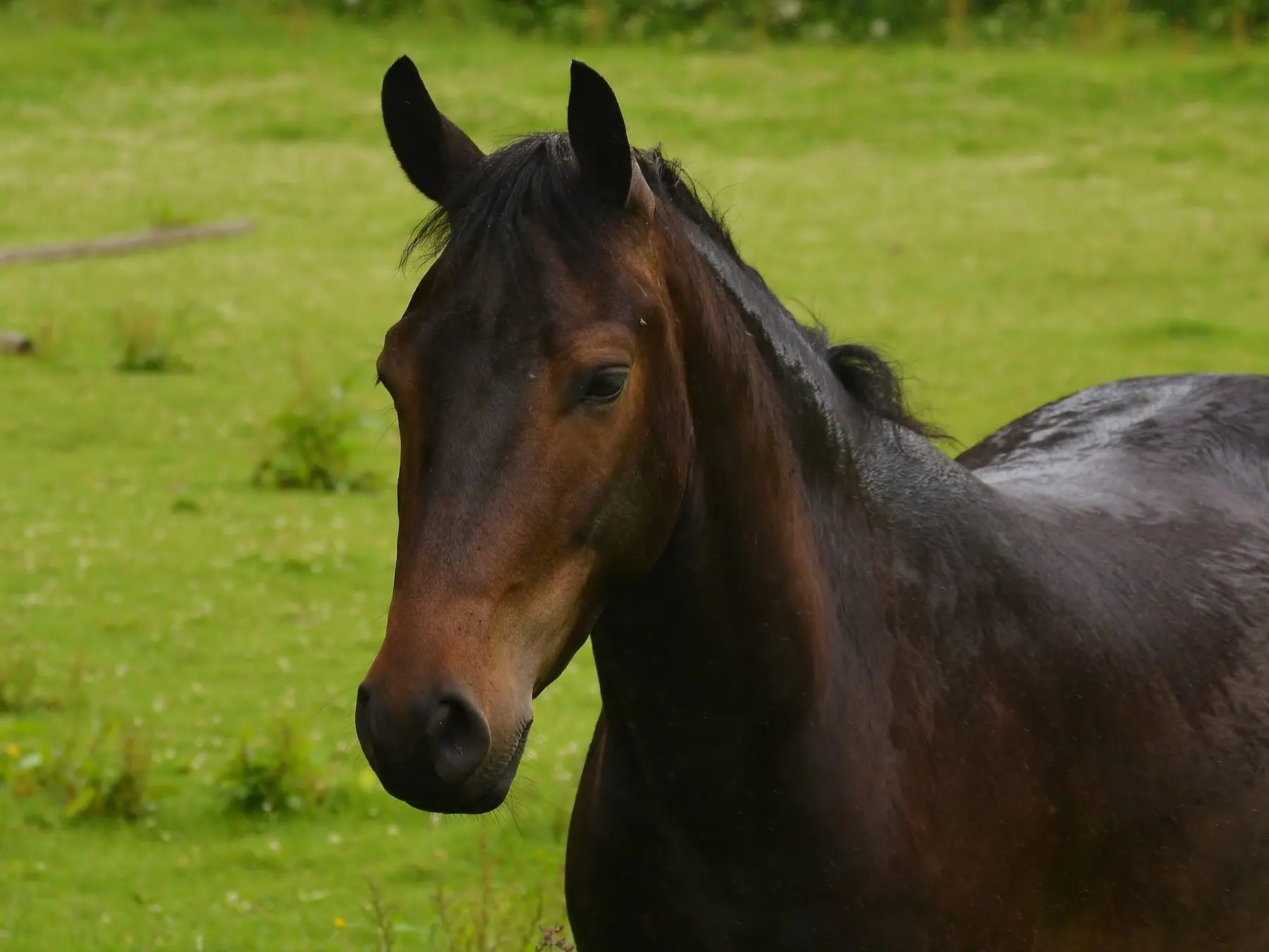 Seal brown horse