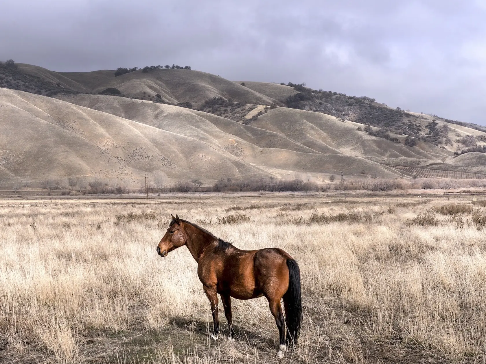 Seal brown horse