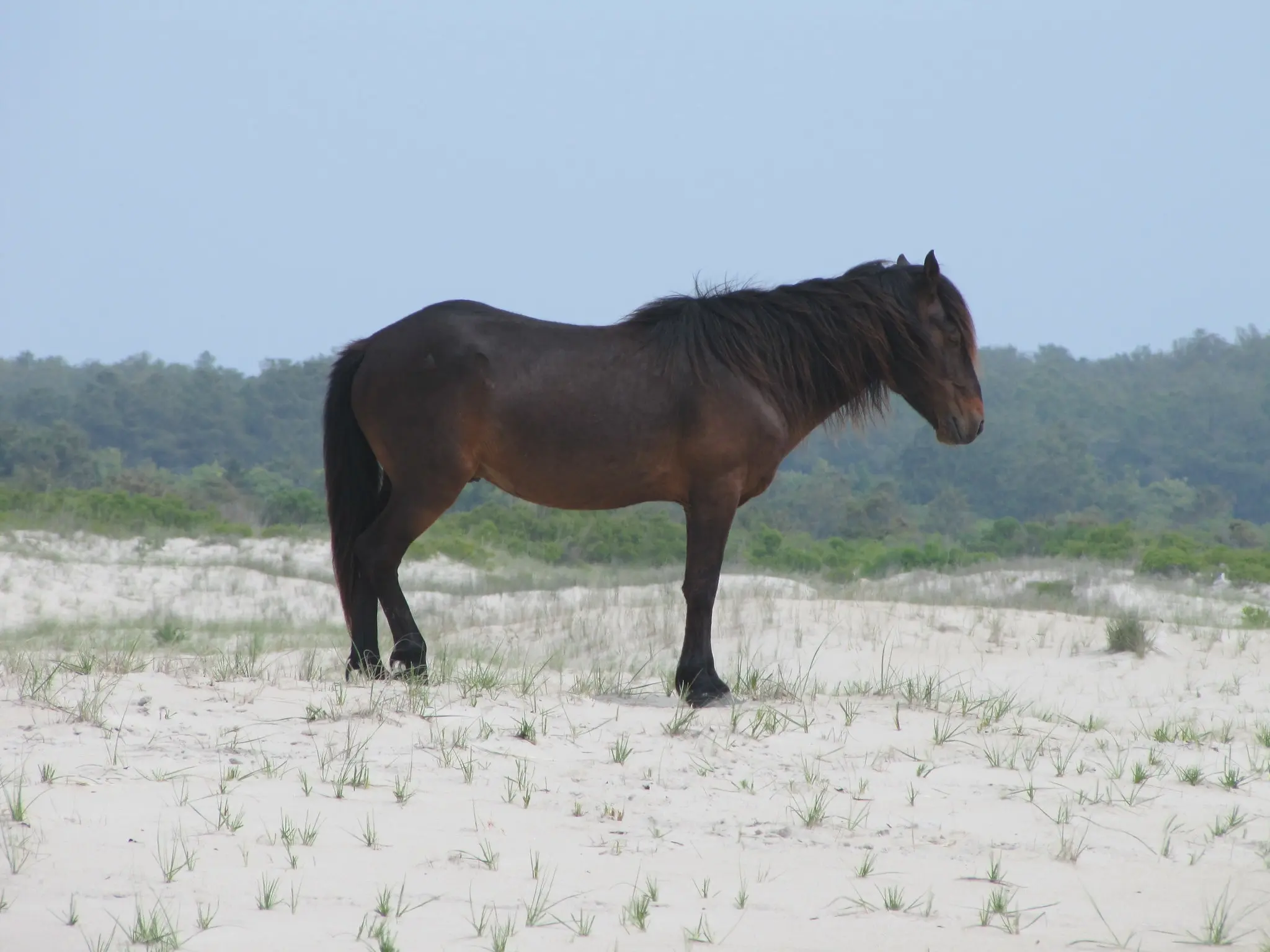 Seal brown horse