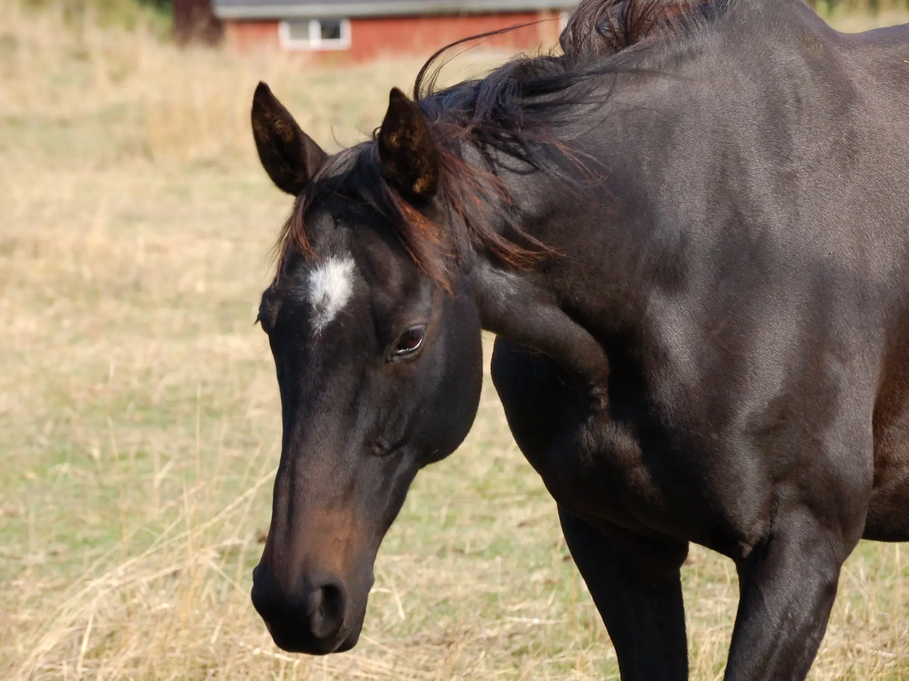 Seal brown horse