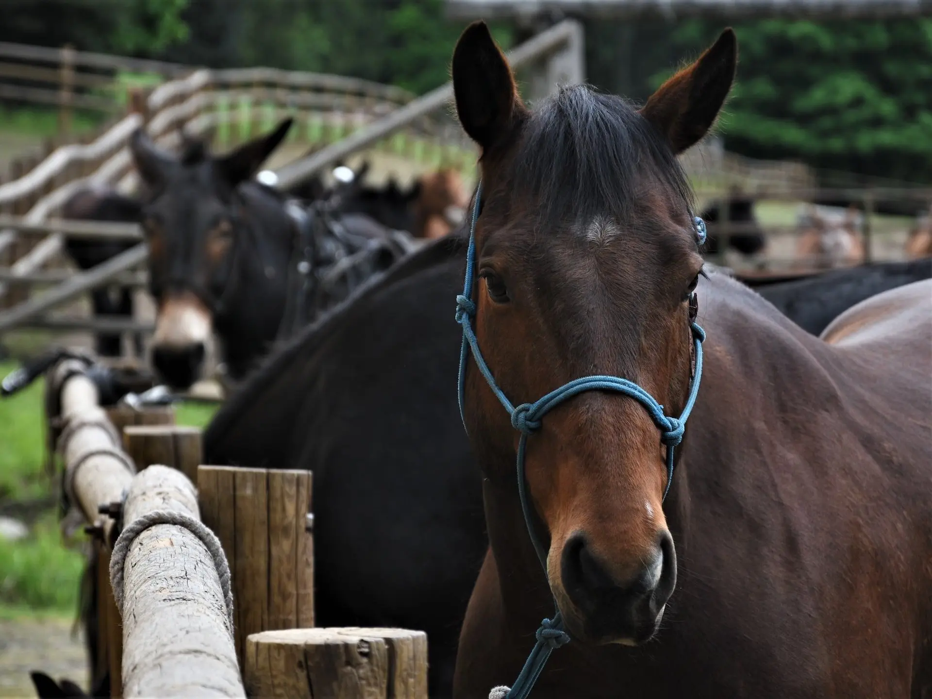 Seal brown horse